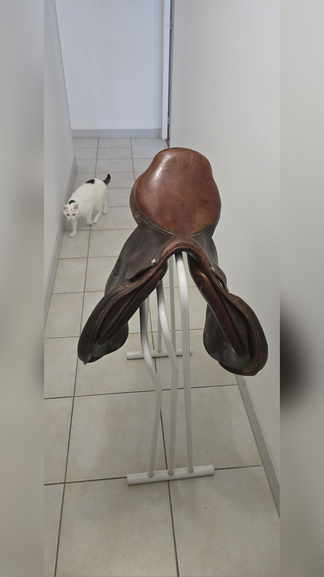 Selle Forestier, média 2