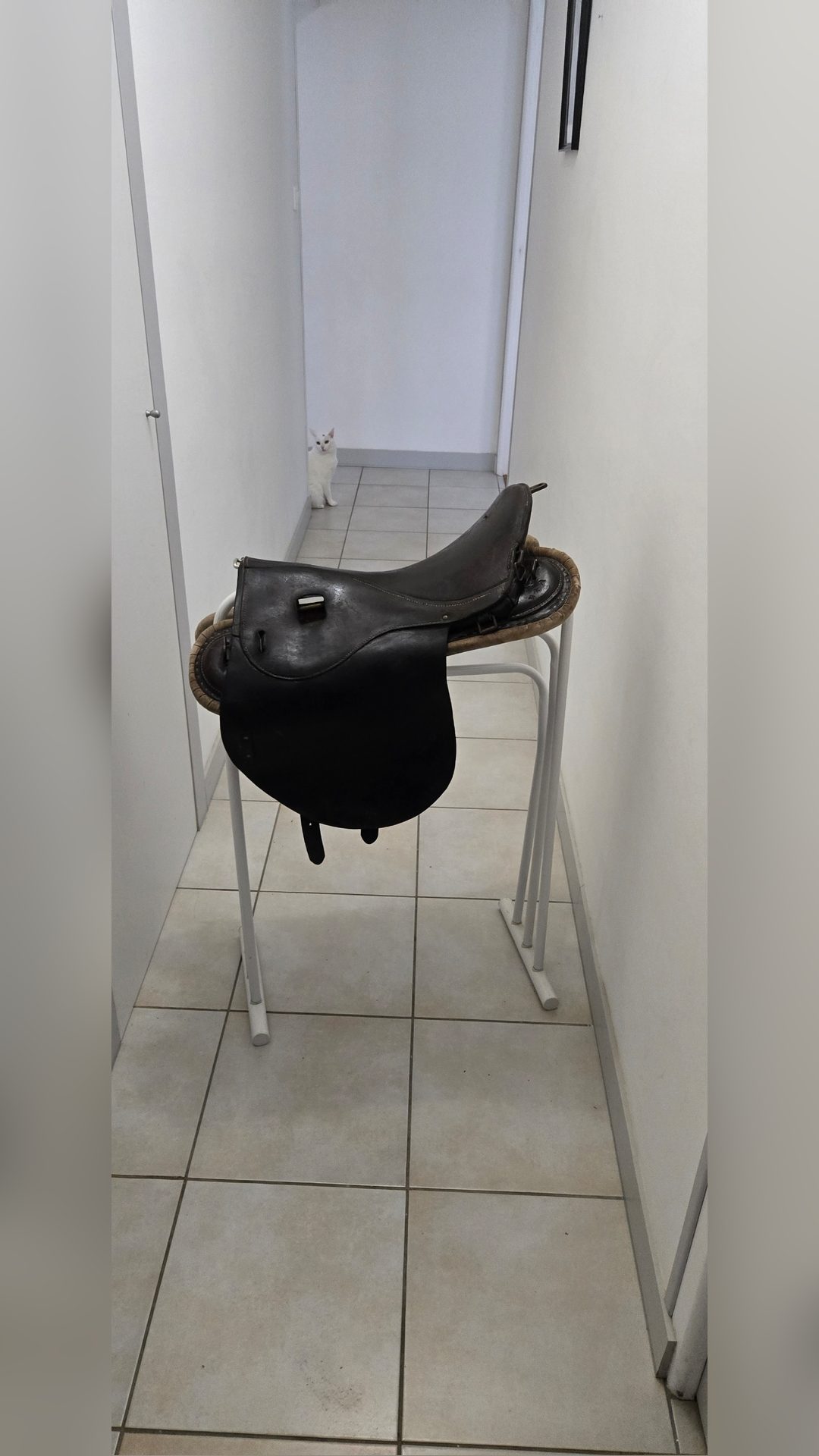 Selle d'arme Suisse, média 2