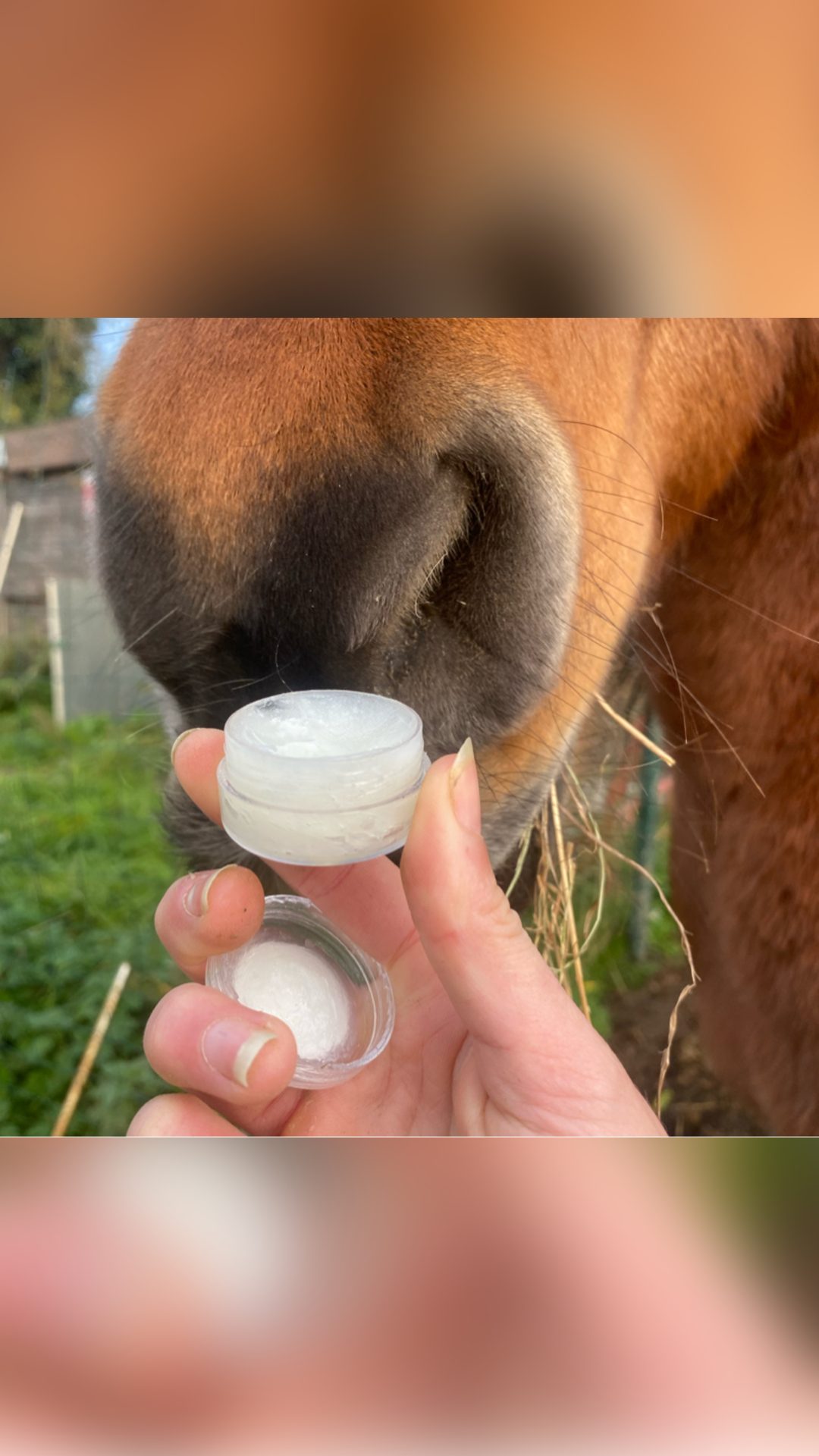 Bien-être équin 🐴, média 4