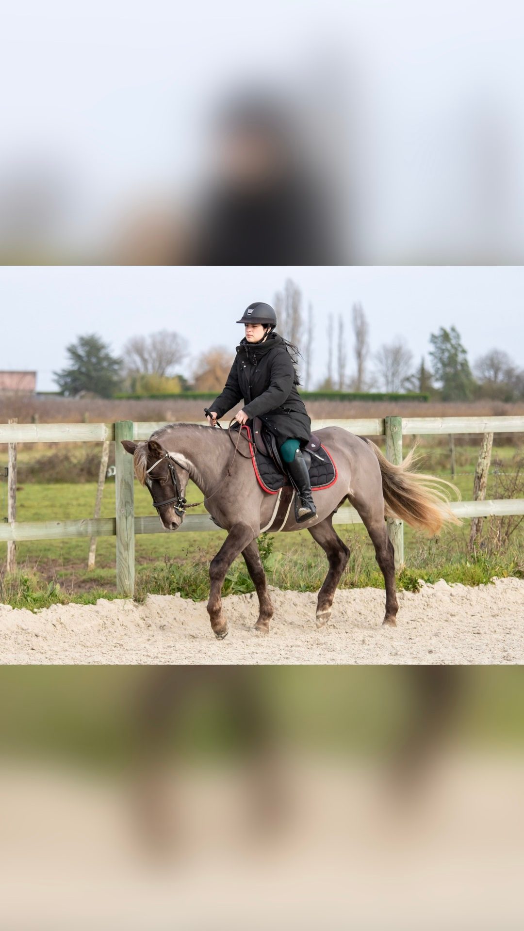 Saillie étalon Silver d’1m46 approuvé AES, média 2