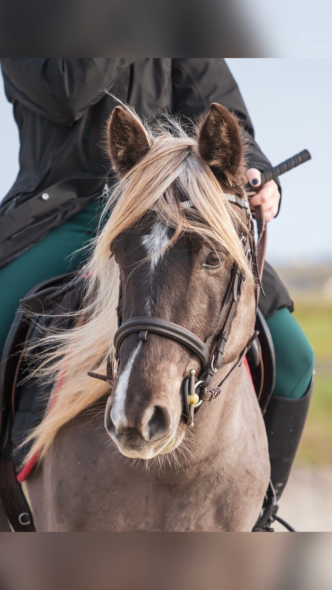 Saillie étalon Silver d’1m46 approuvé AES, média 3