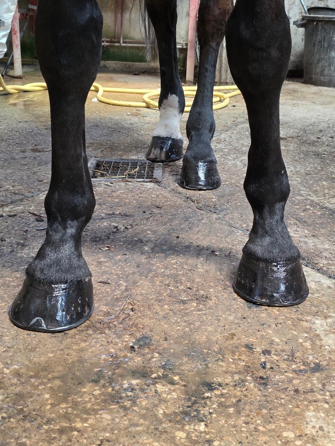 PRESTATIONS GROOMING/CAVALIÈRE, média 2