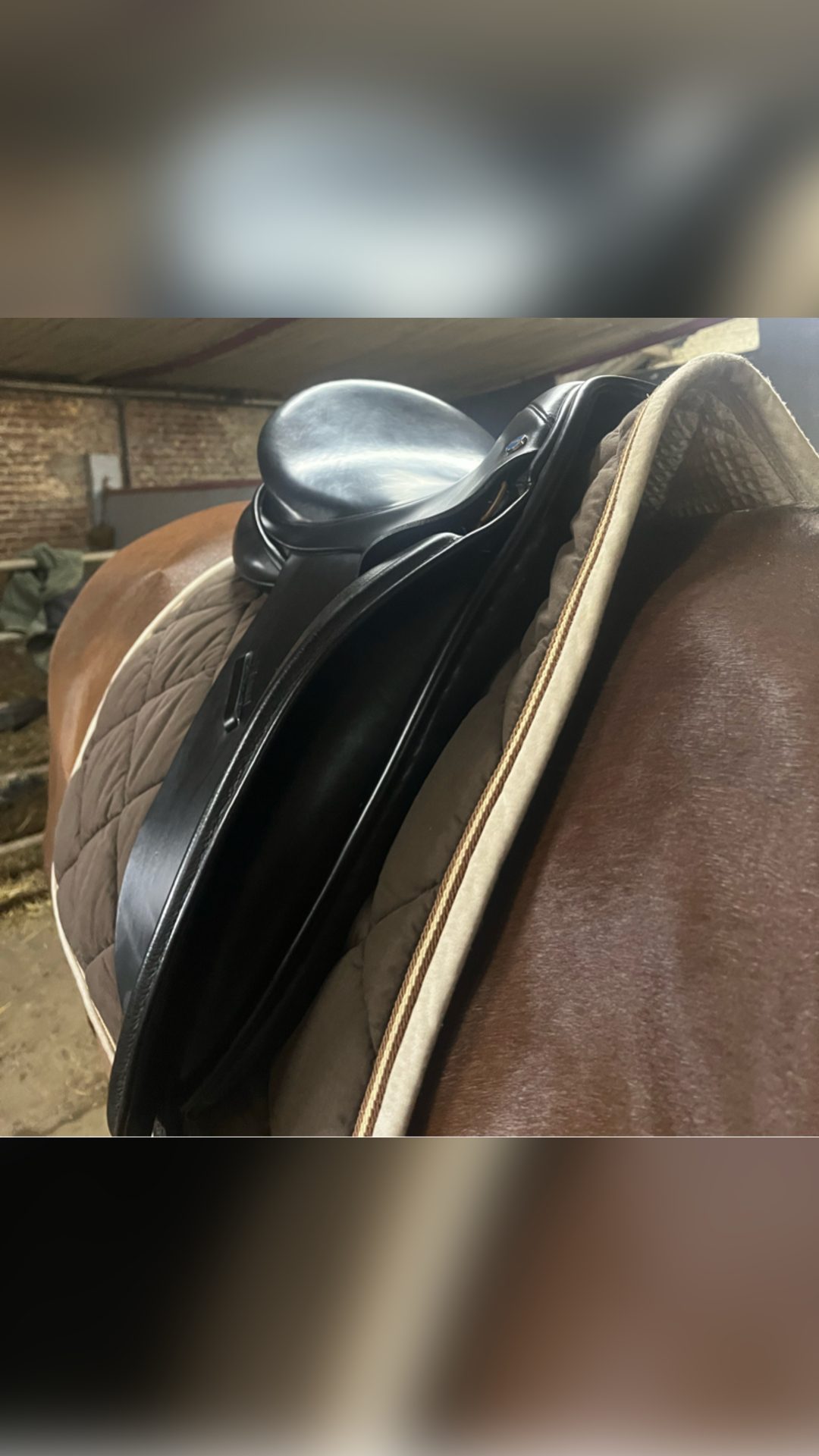 Selle dressage, média 5