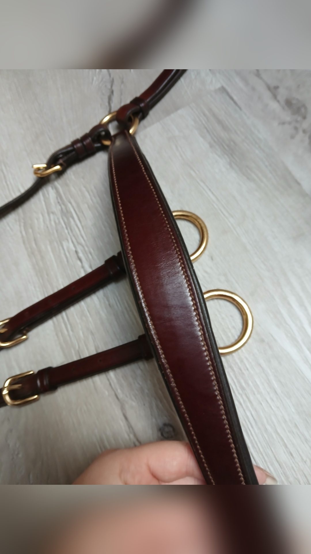 Collier de chasse + Martingale Clincher, média 5