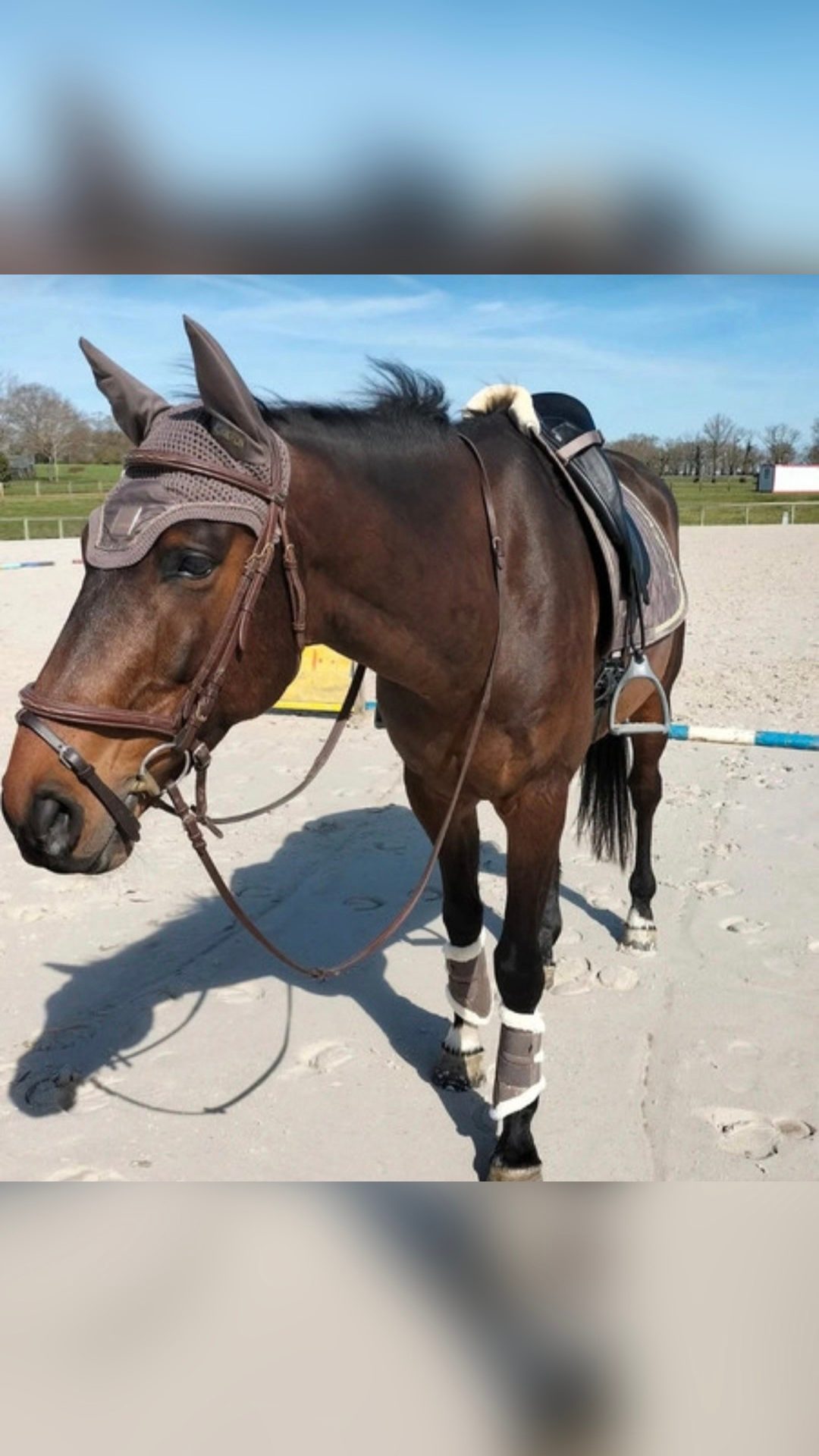 Ensemble dressage tapis bonnet guetres, média 2
