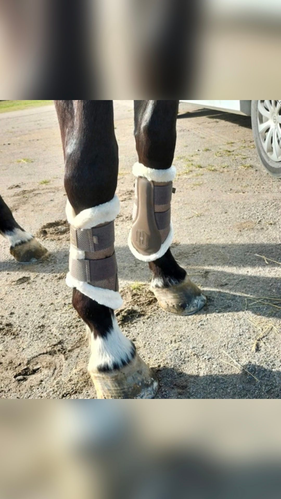 Ensemble dressage tapis bonnet guetres, média 6
