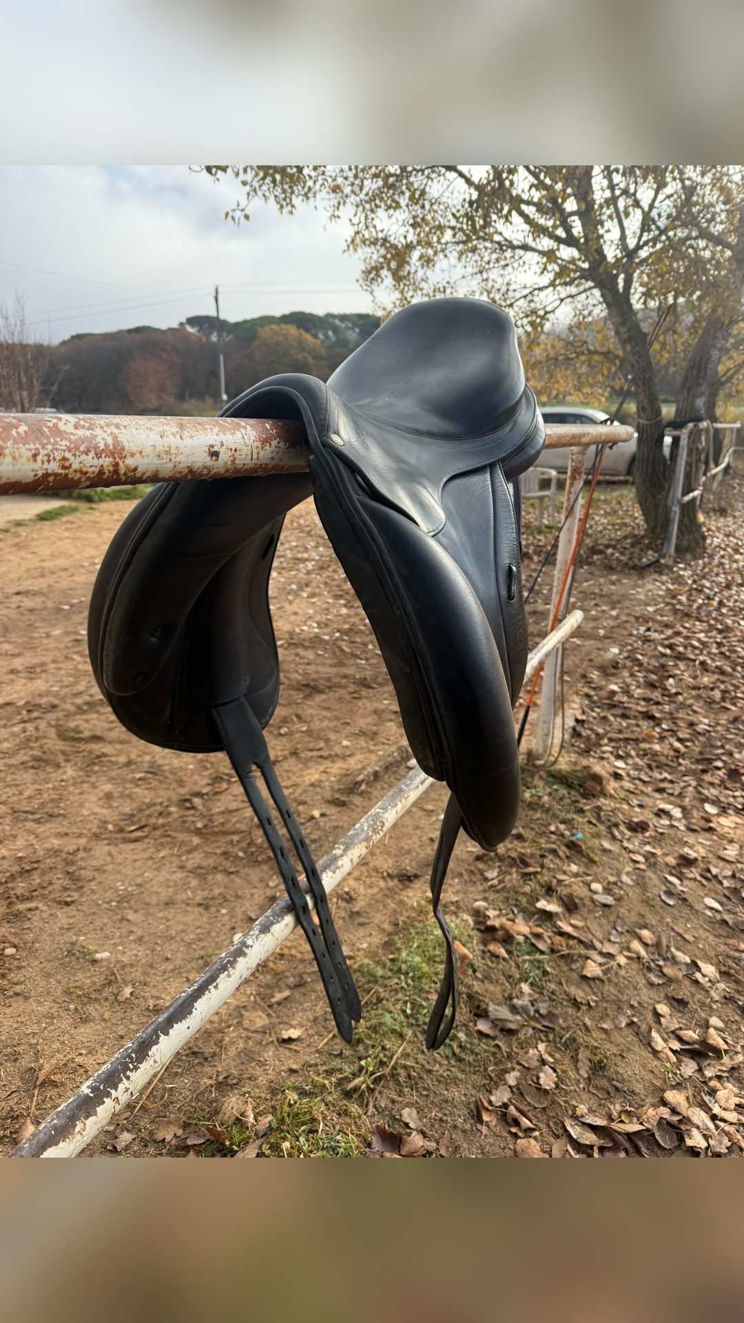 Selle Dressage Forestier, média 3