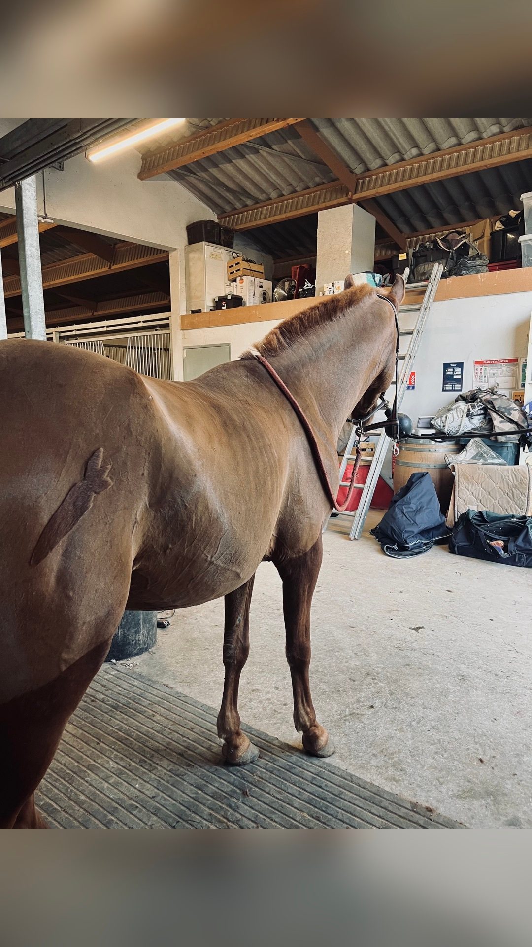 Prestation de tonte, média 5
