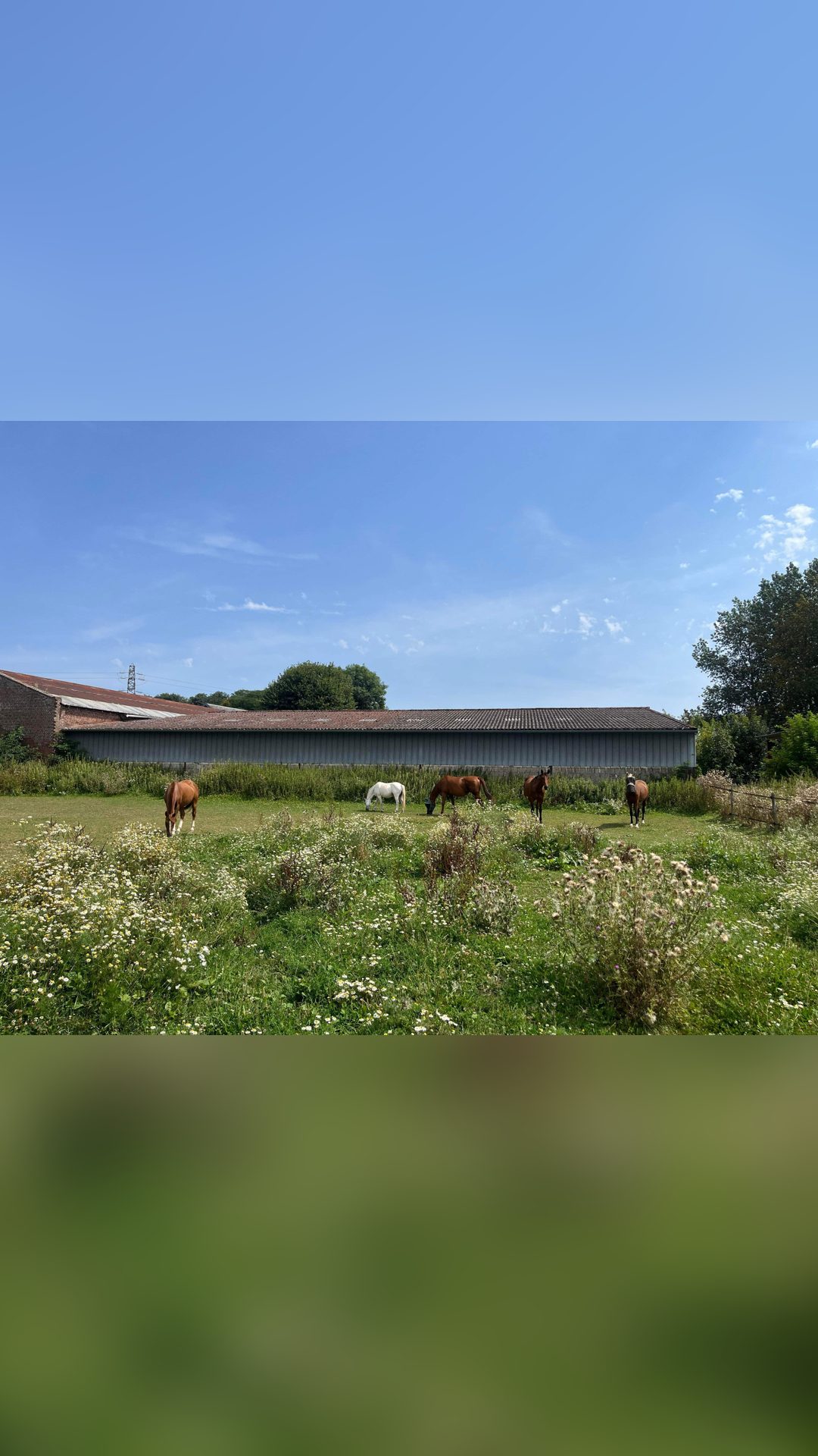Pension chevaux, média 3