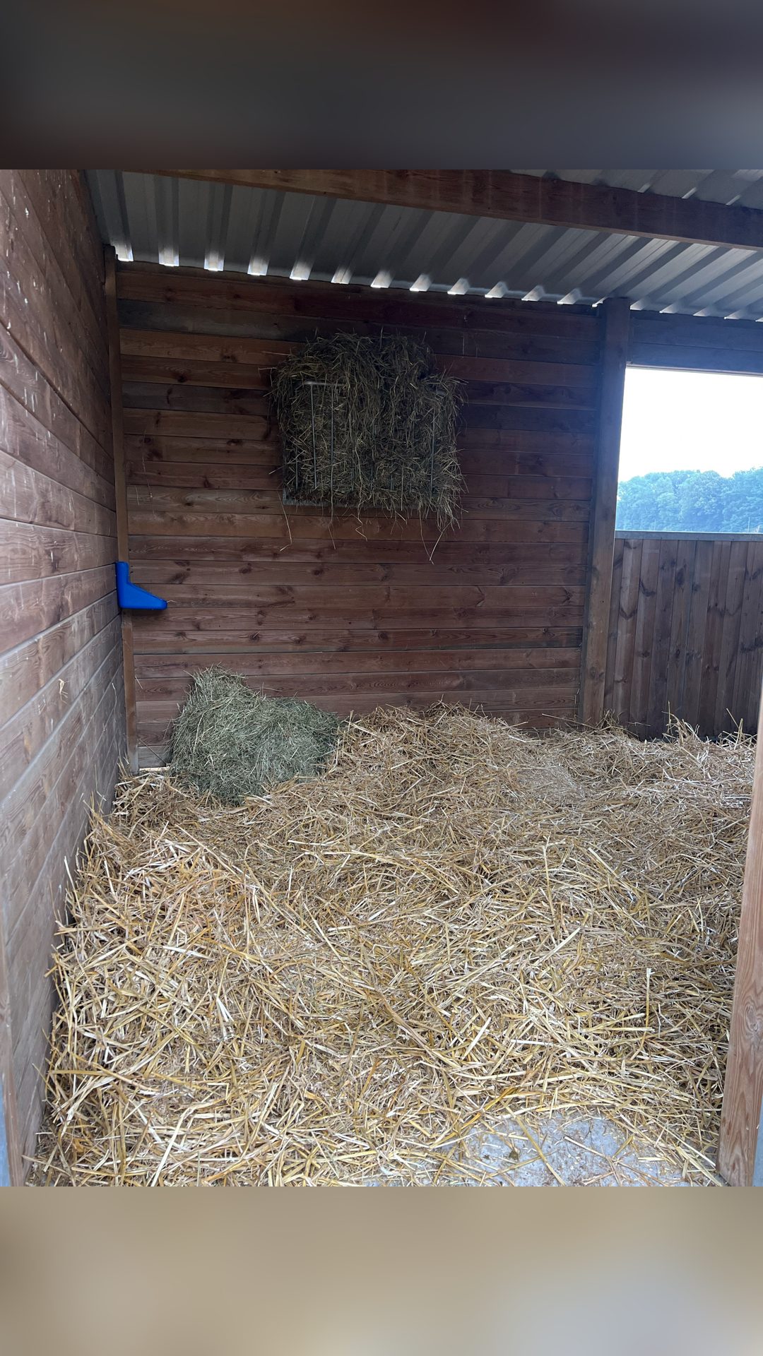 Pension chevaux, média 5