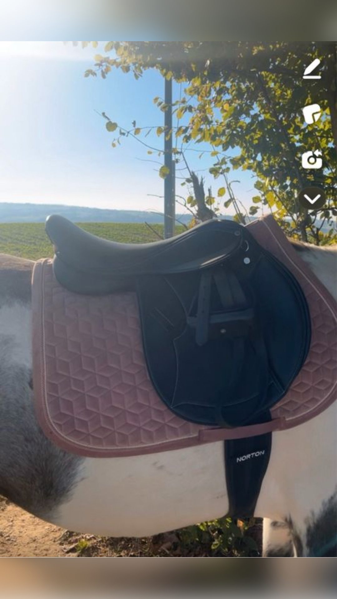 Selle Norton, média 2