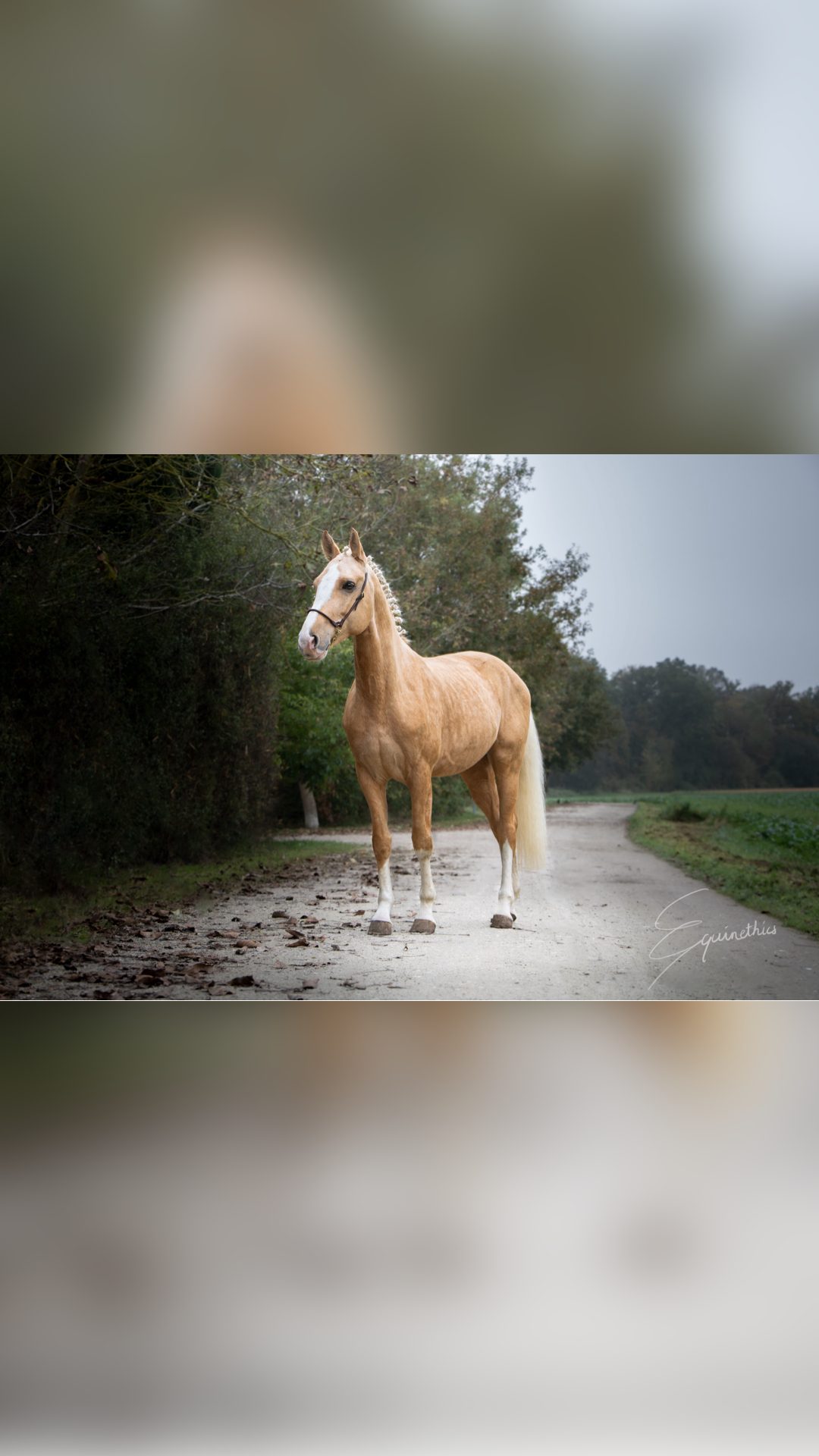 Saillie Étalon SF palomino Homozygote DW20, média 2