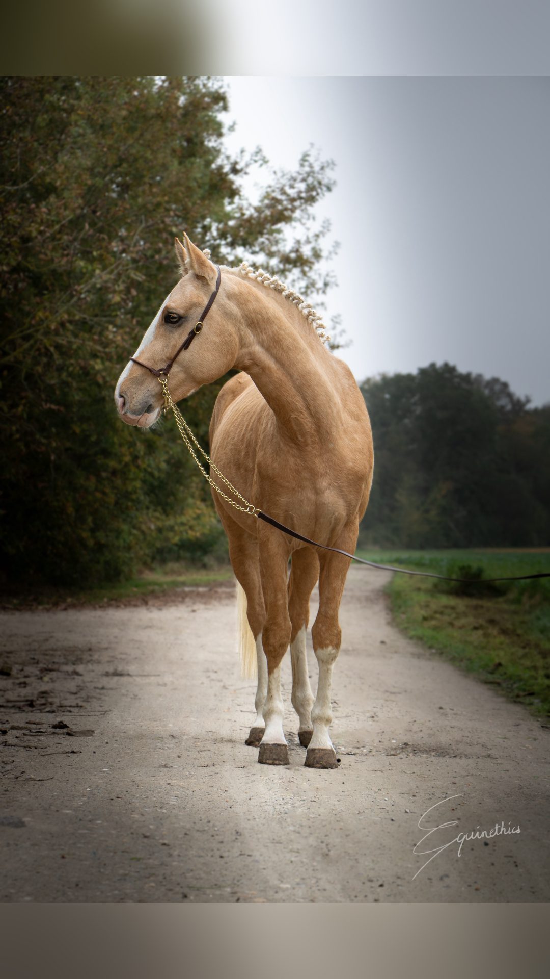 Saillie Étalon SF palomino Homozygote DW20, média 3
