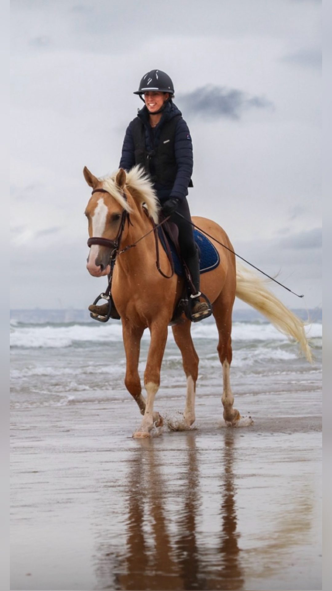 Saillie Étalon SF palomino Homozygote DW20, média 4