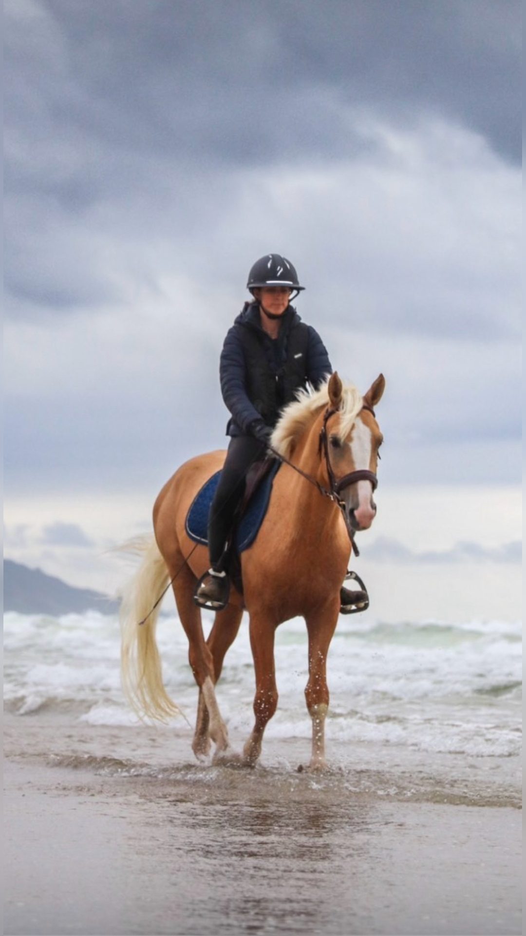 Saillie Étalon SF palomino Homozygote DW20, média 5