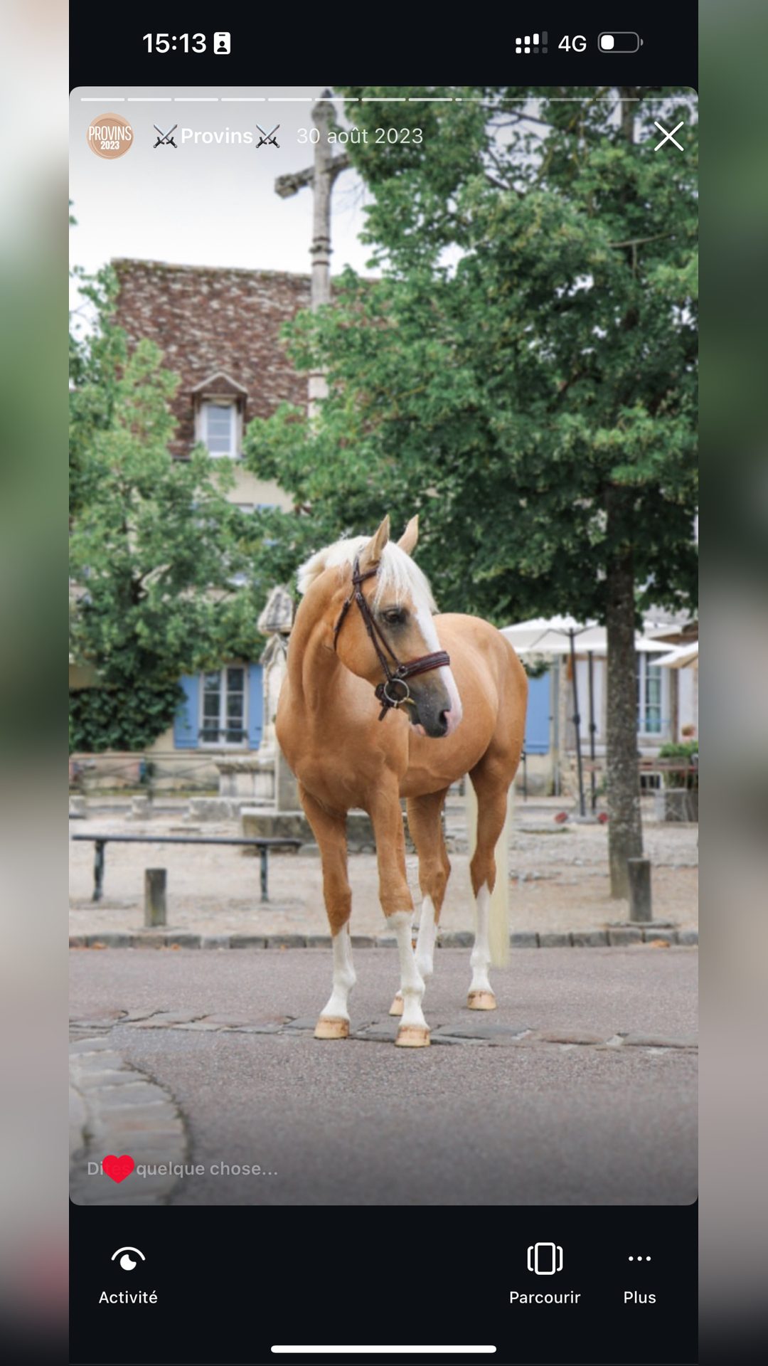 Saillie Étalon SF palomino Homozygote DW20, média 6