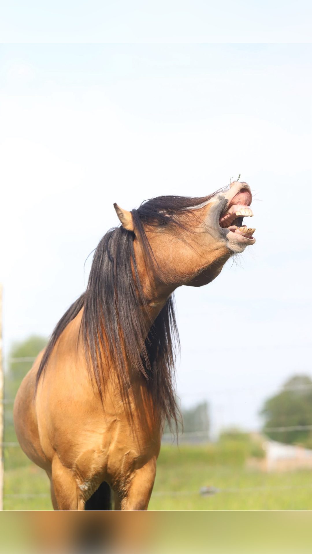 Saillie Étalon Welsh Mountain Pony, média 2