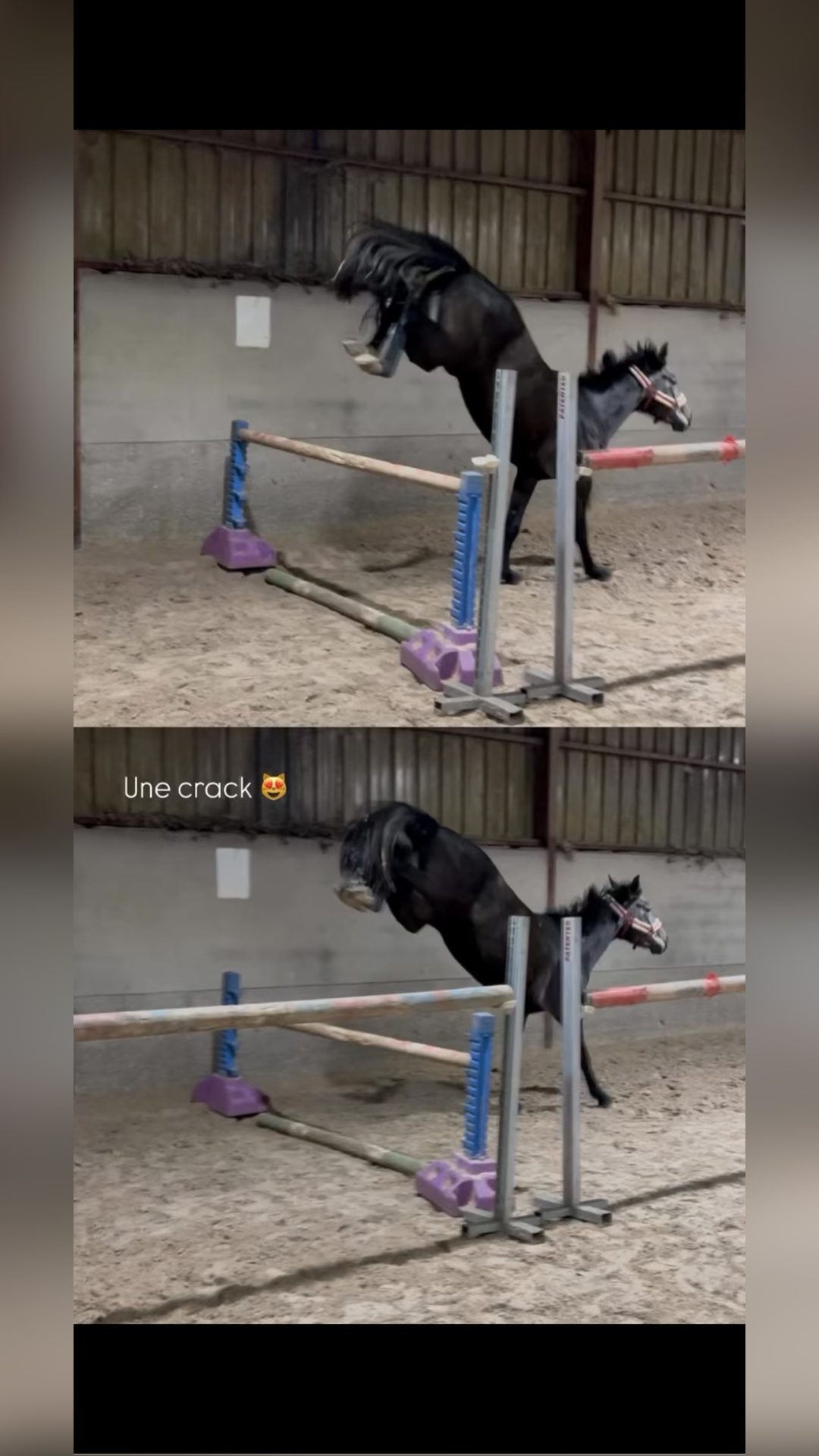 MAIVIS DU SAINTOIS, média 8