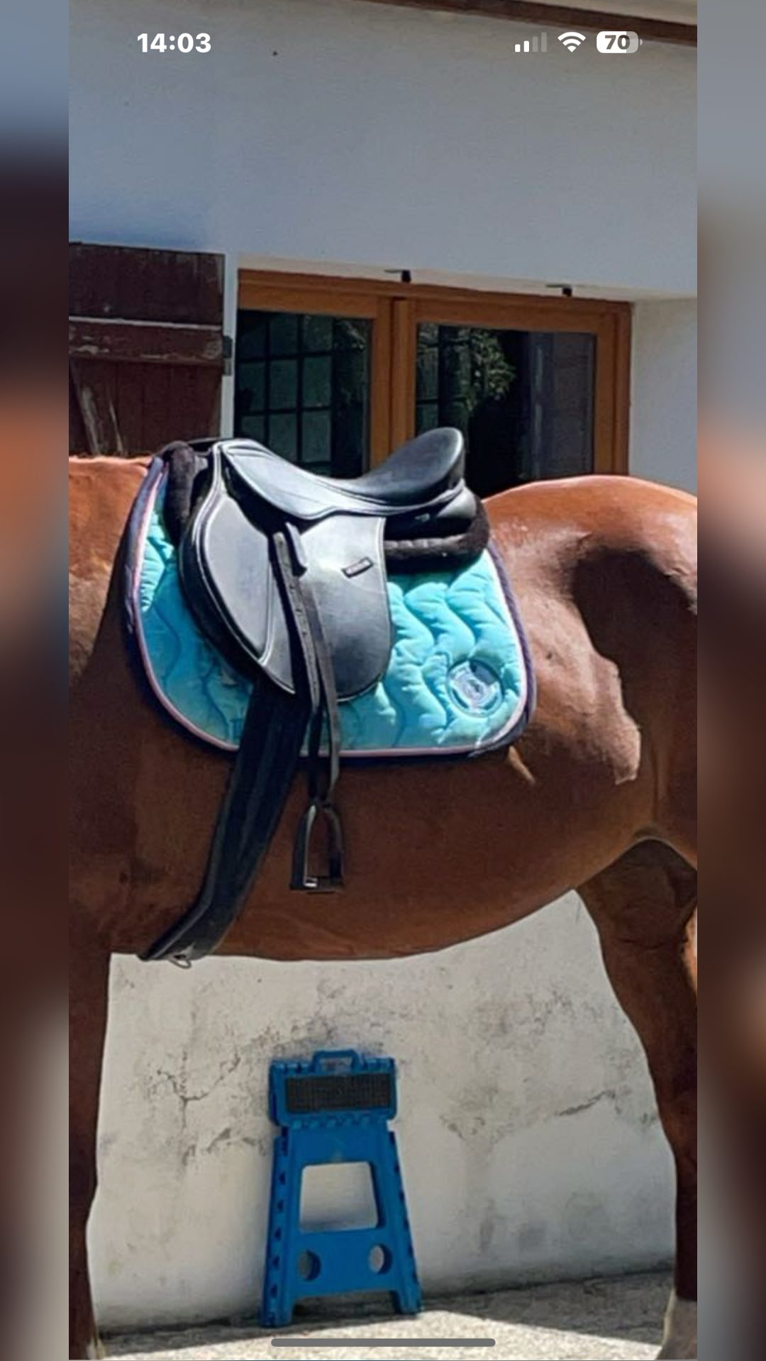 Vend tapis cheval, média 2