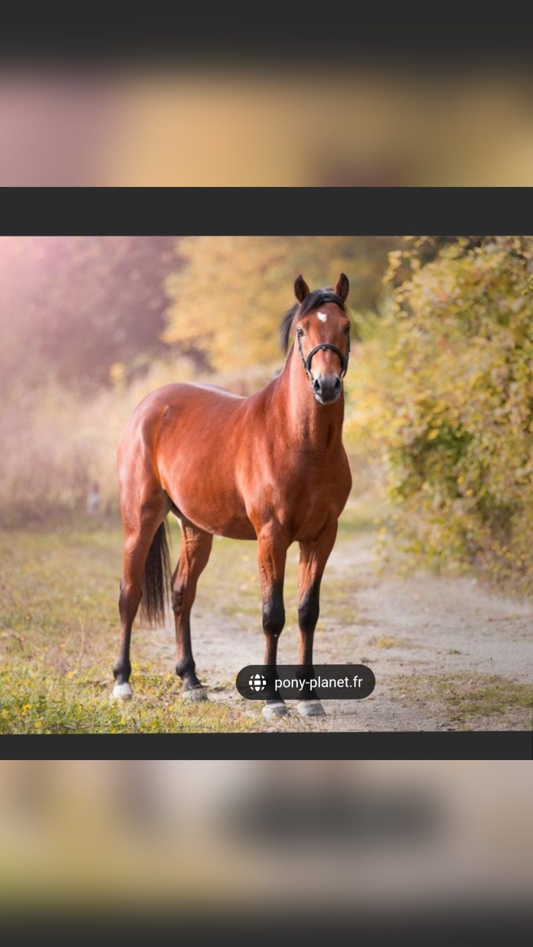 OCASSIE DE LA RIBIERE, média 5