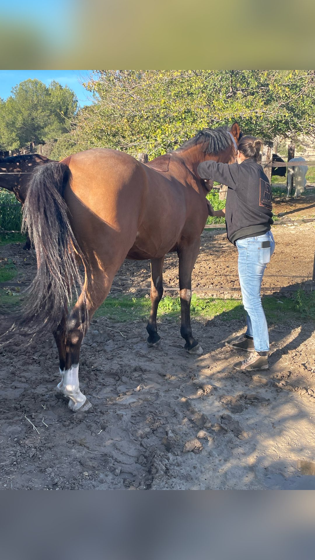 Masseuse Equin formée & certifiée, média 6