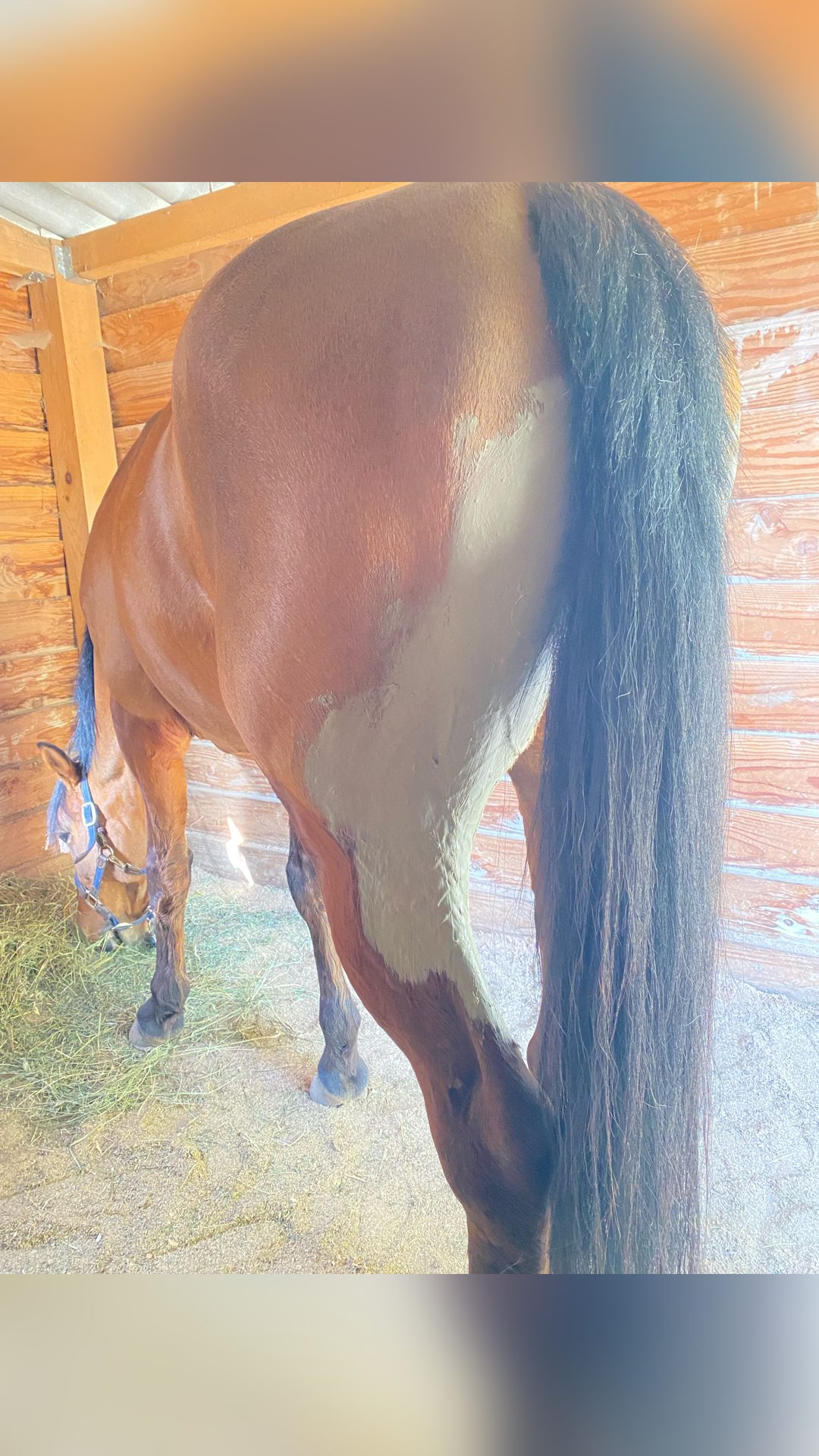 Masseuse Equin formée & certifiée, média 7