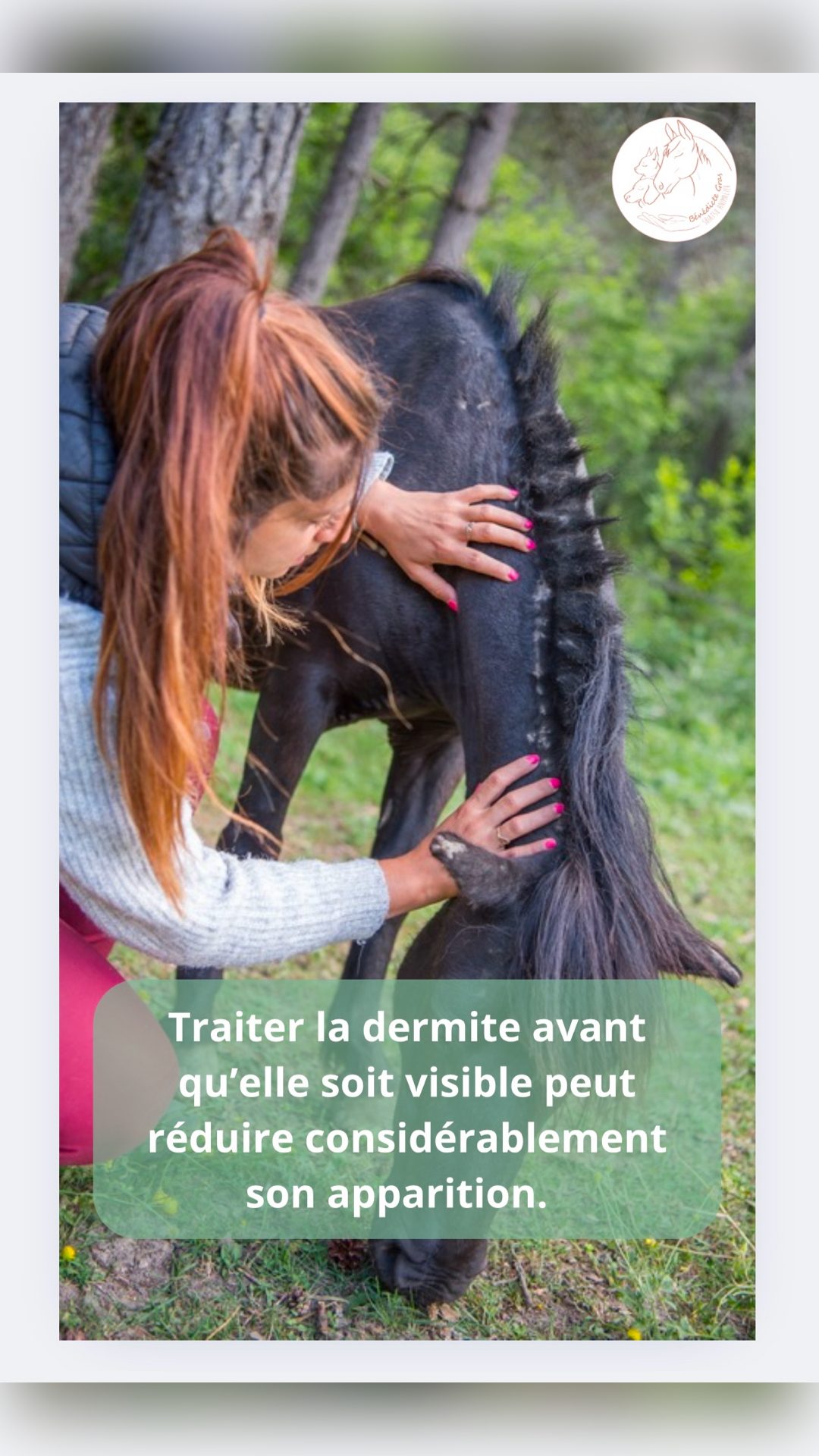 Shiatsu équin - dermite, média 2