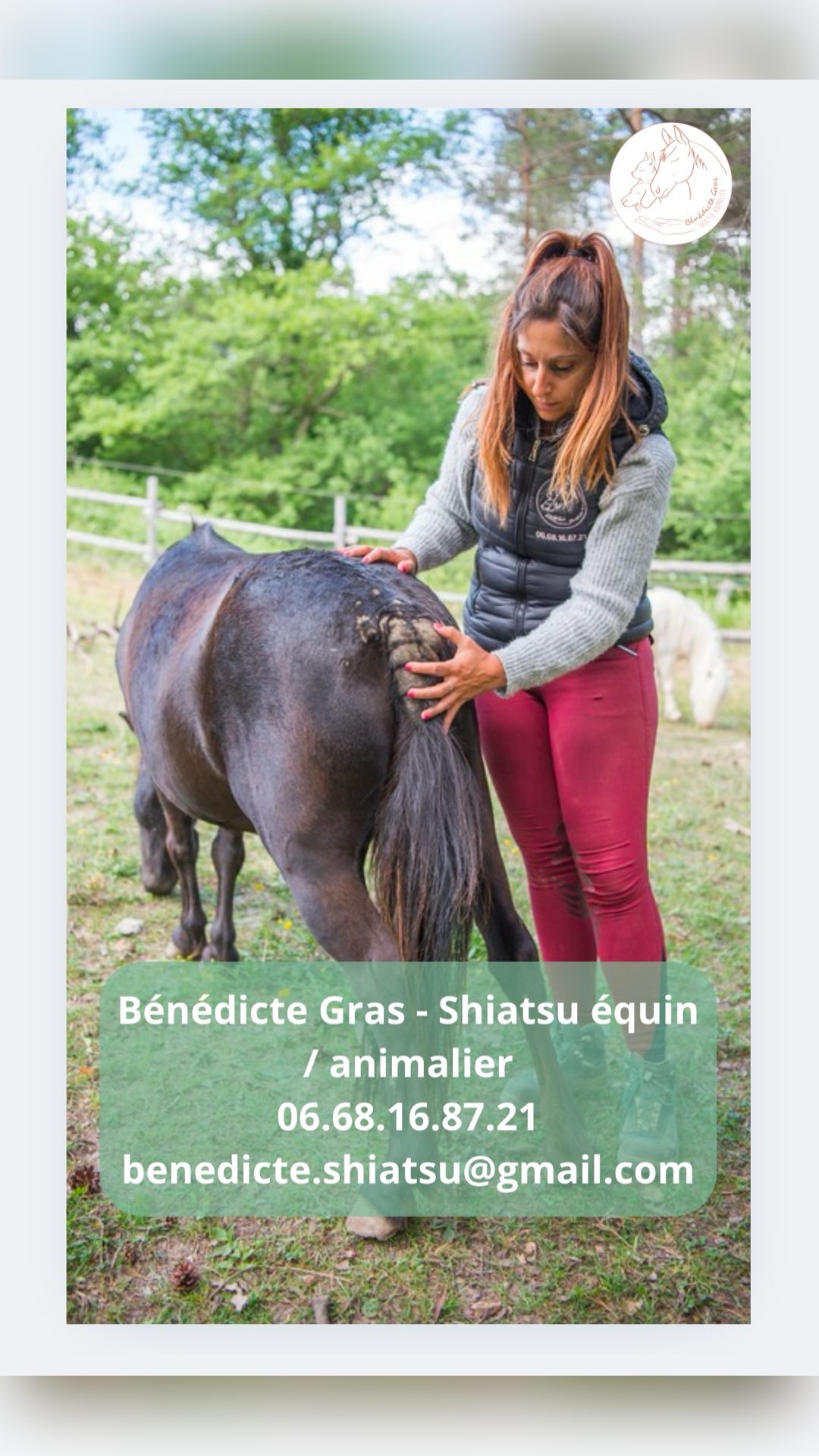 Shiatsu équin - dermite, média 3