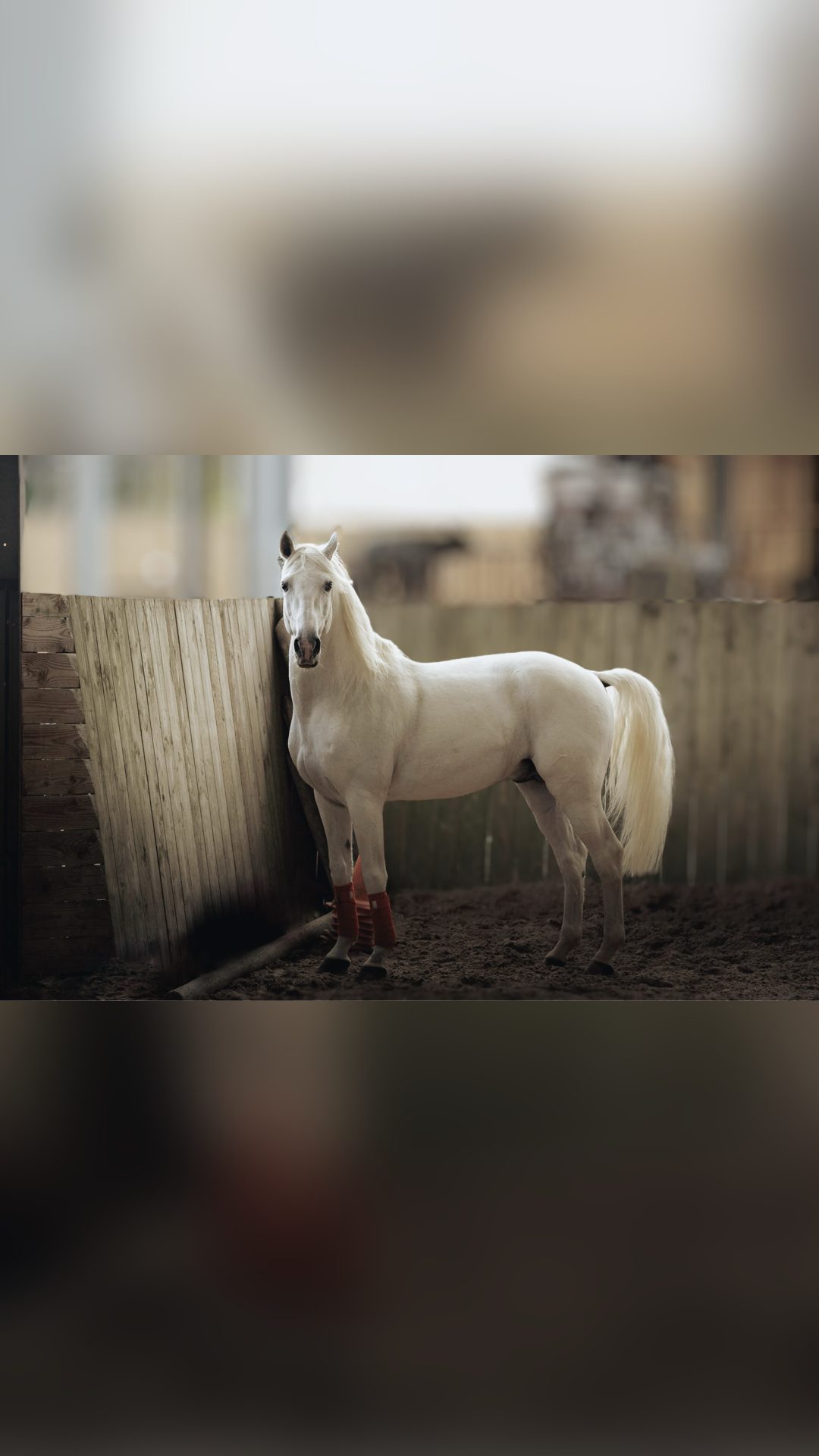 Saillie étalon lusitanien AES, média 2