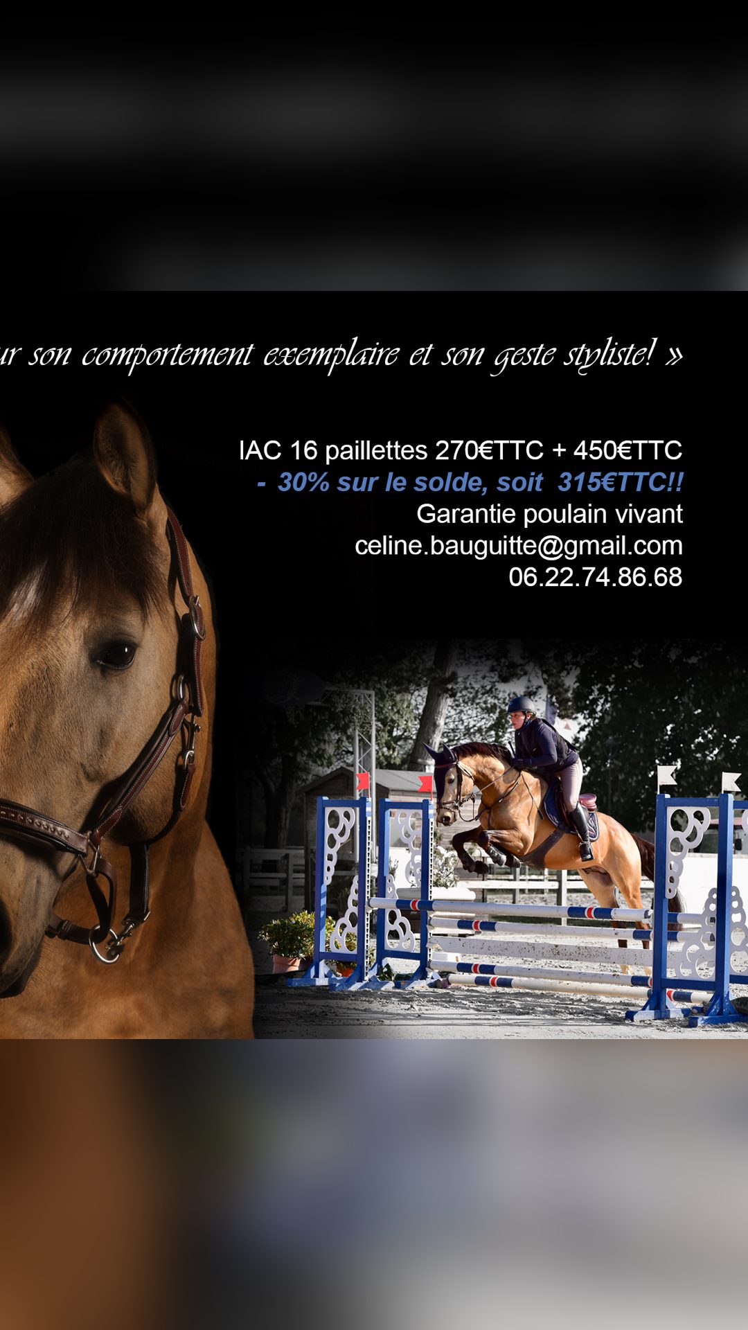 Saillie IAC étalon Selle Français Isabelle agréé AES, média 2