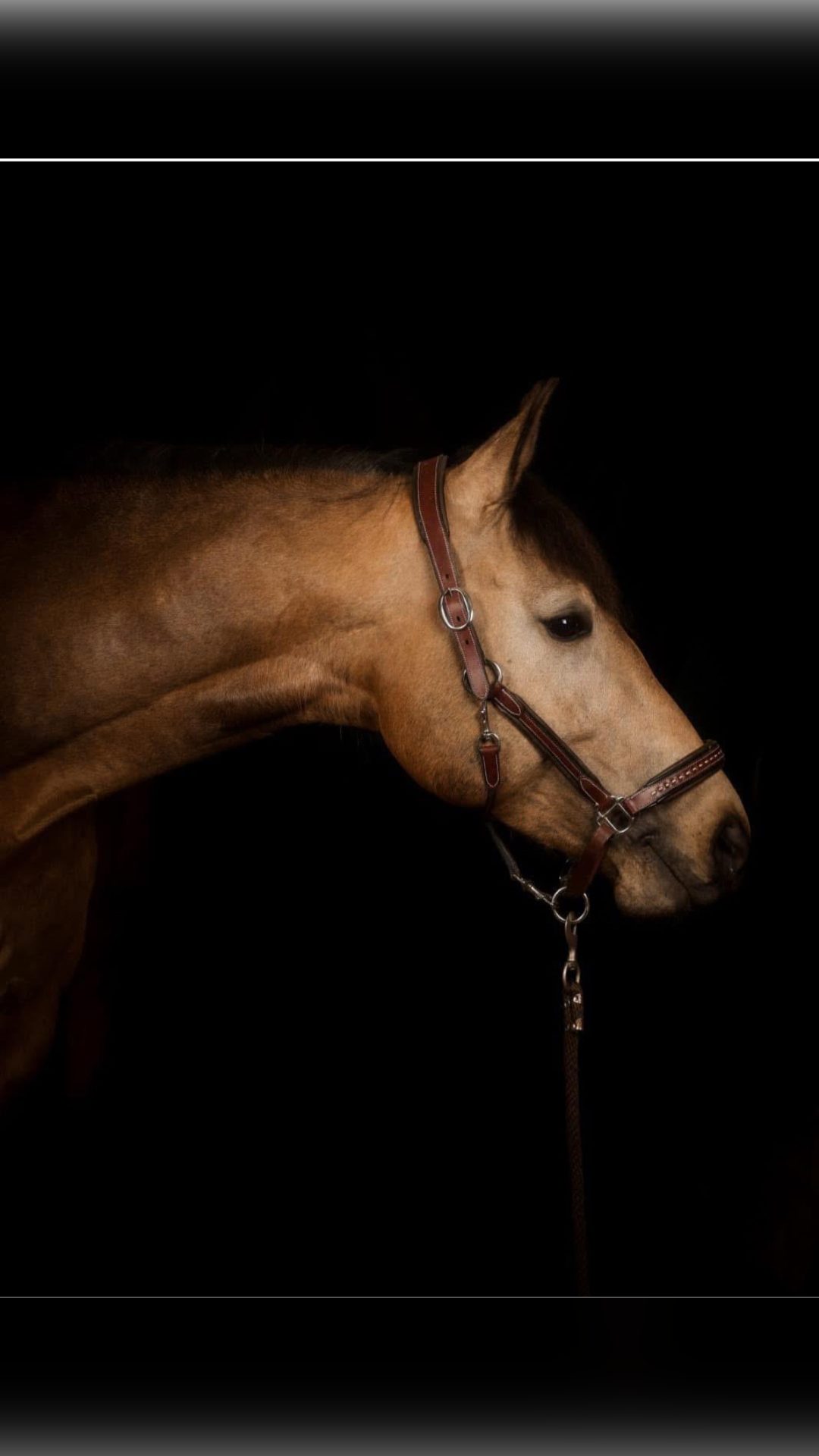 Saillie IAC étalon Selle Français Isabelle agréé AES, média 5