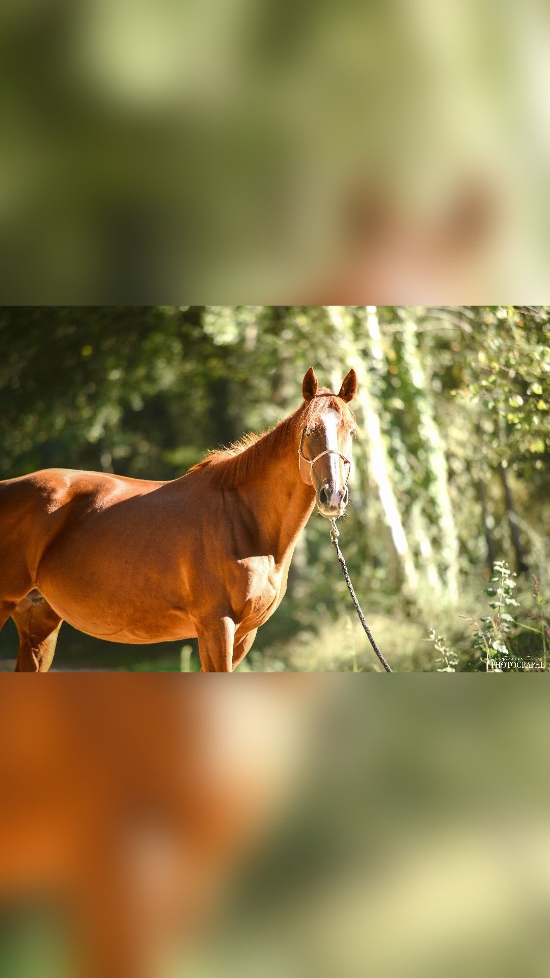 SPANISH ANNE, média 2