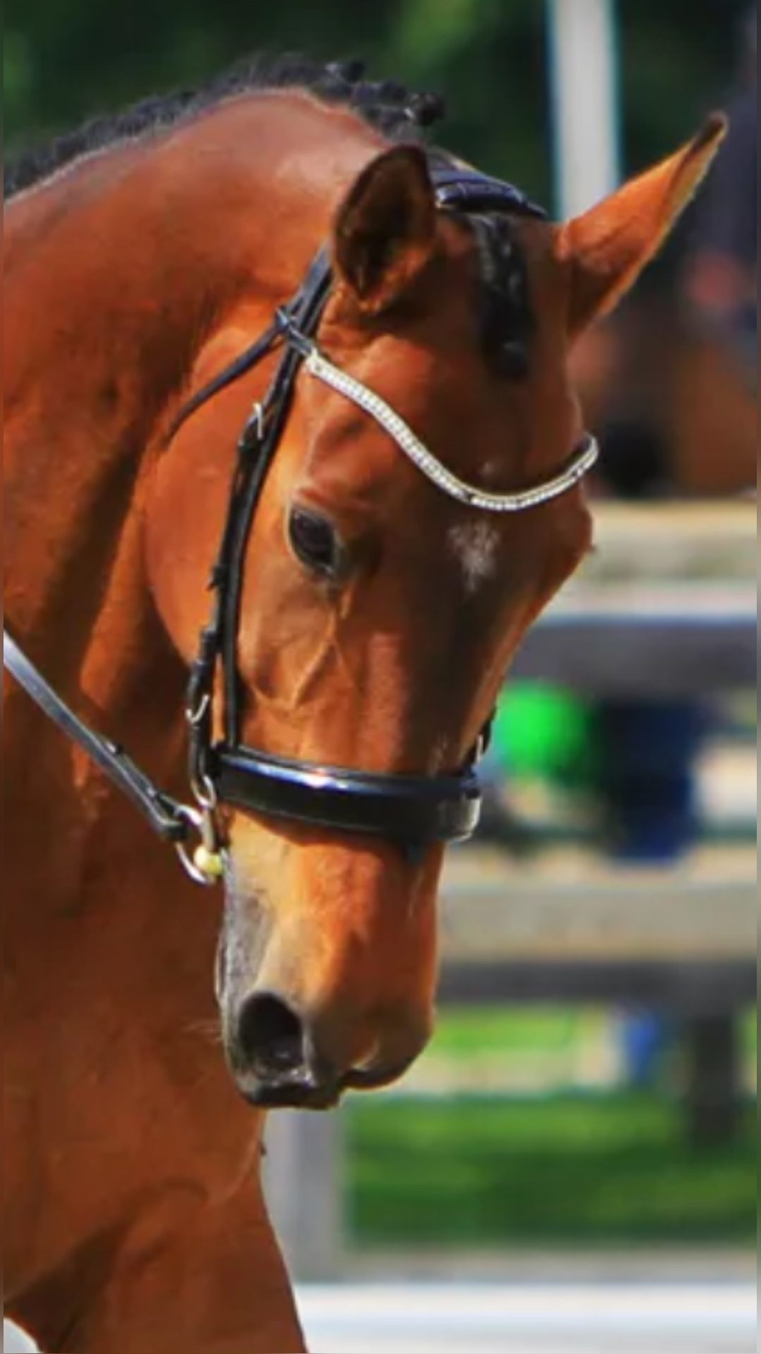 Bridon Dressage, média 2