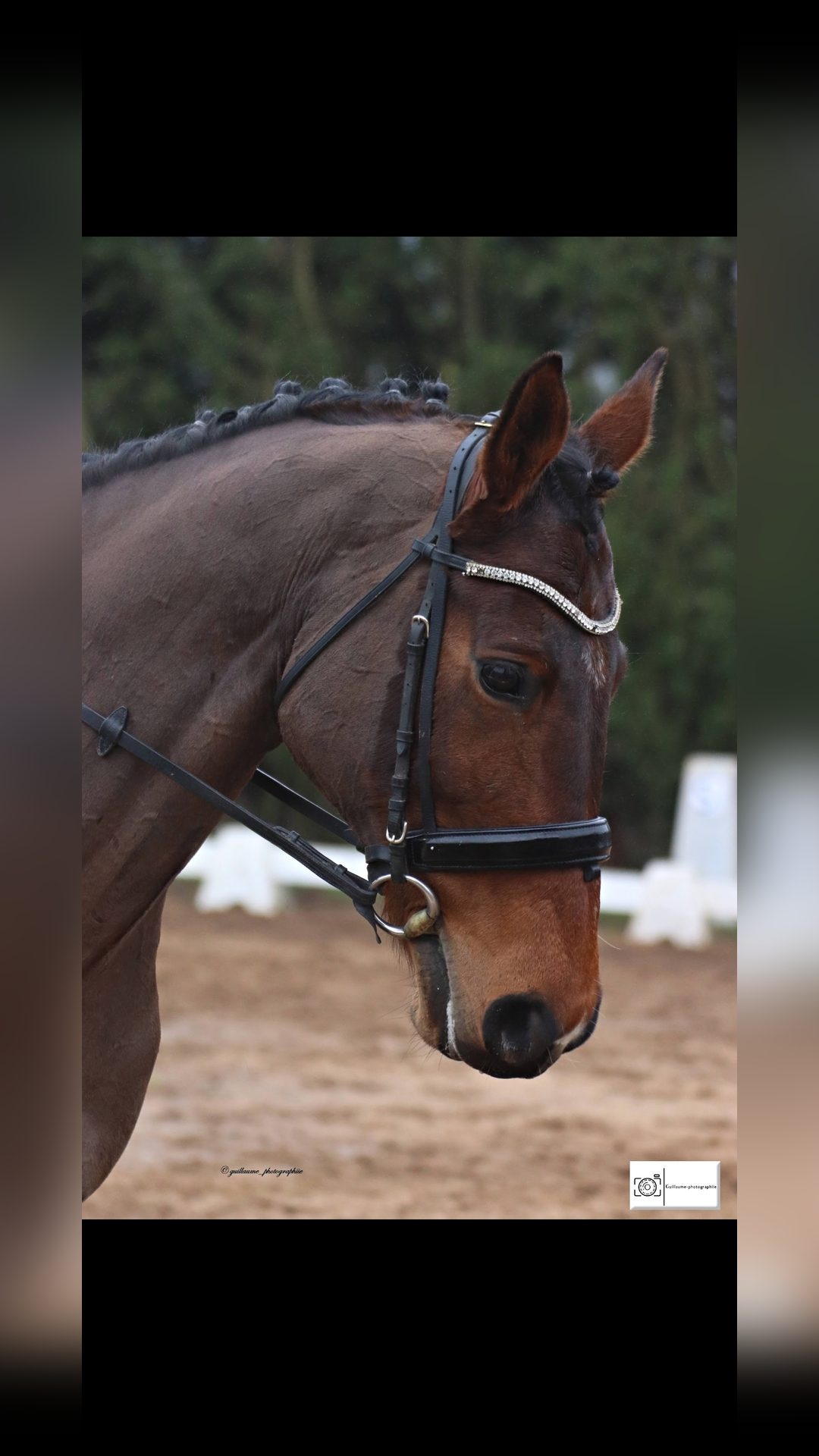 Bridon Dressage, média 3