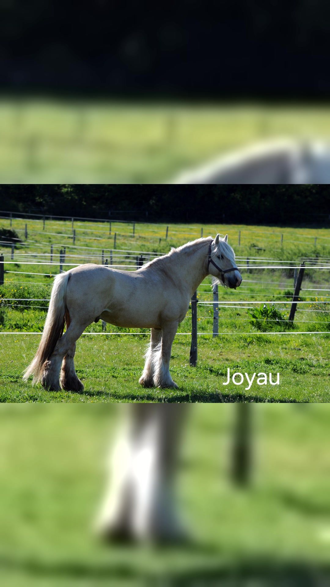 JOYAU DU VAL D'ANGUIENNE, média 2
