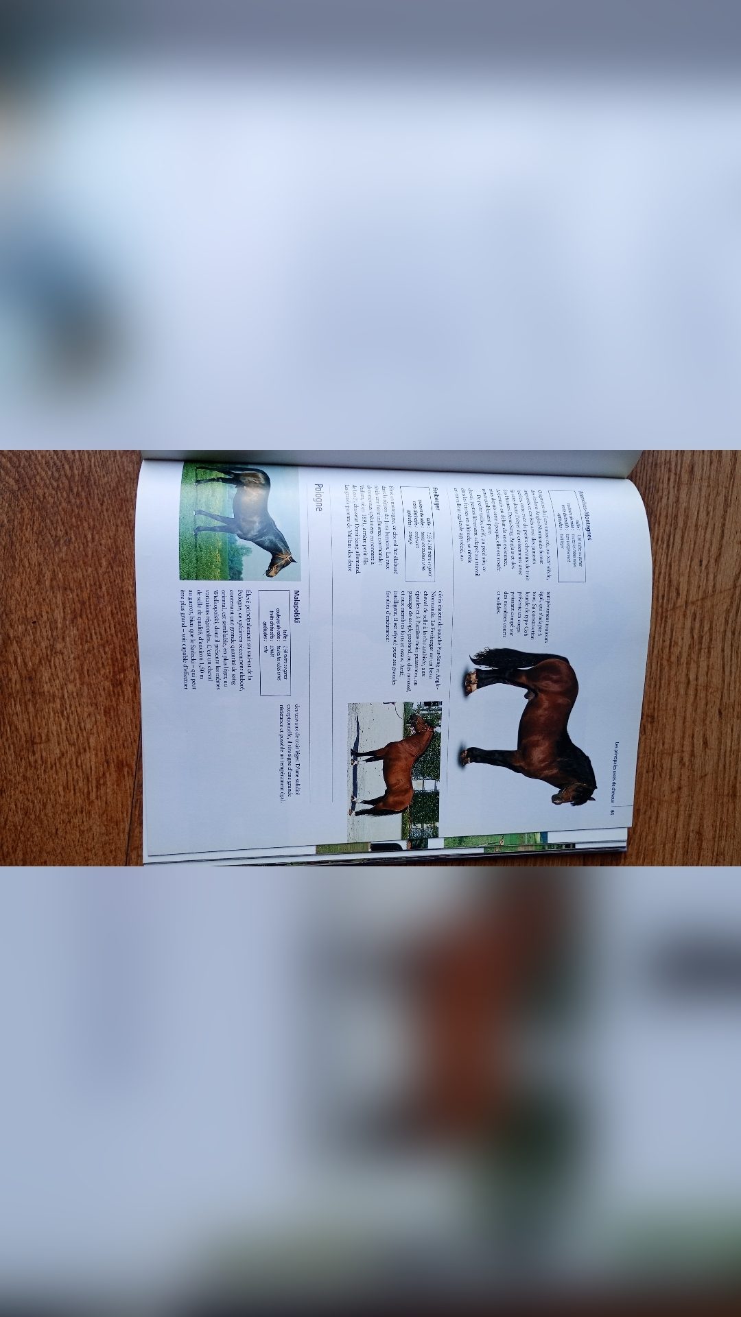 Livre " L'encyclopédie du cheval 🐴", média 2