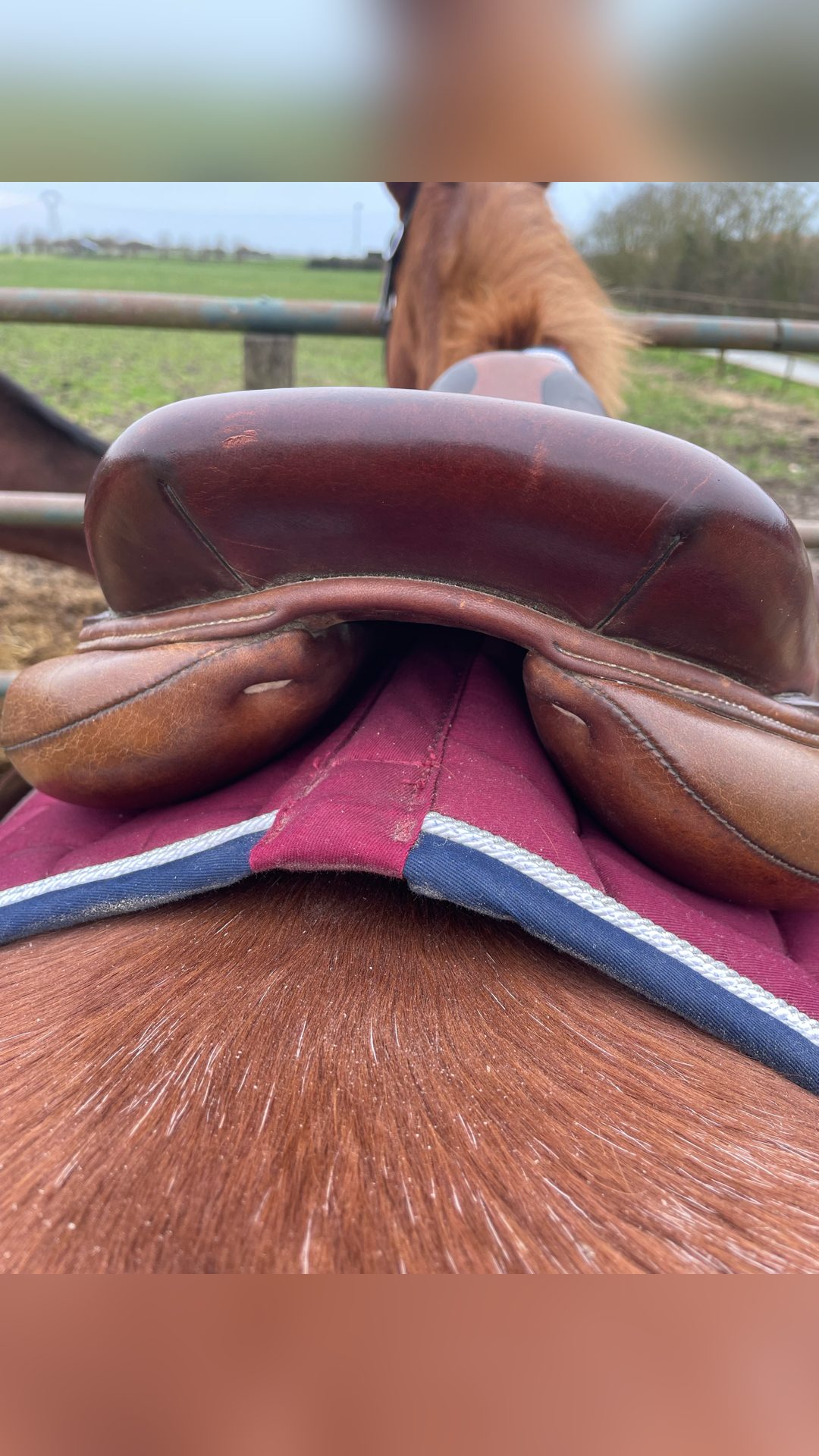 Selle Antarès, média 3