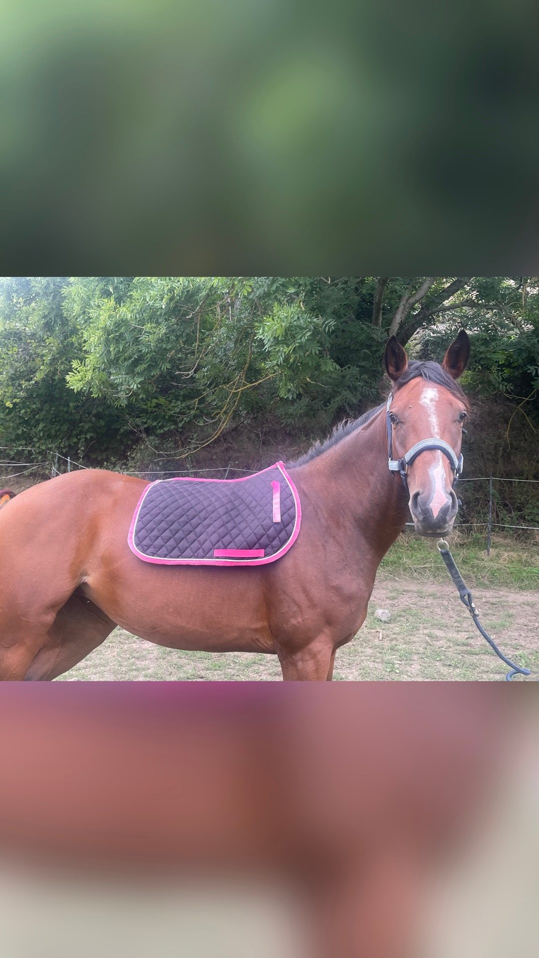 Tapis Dressage, média 2