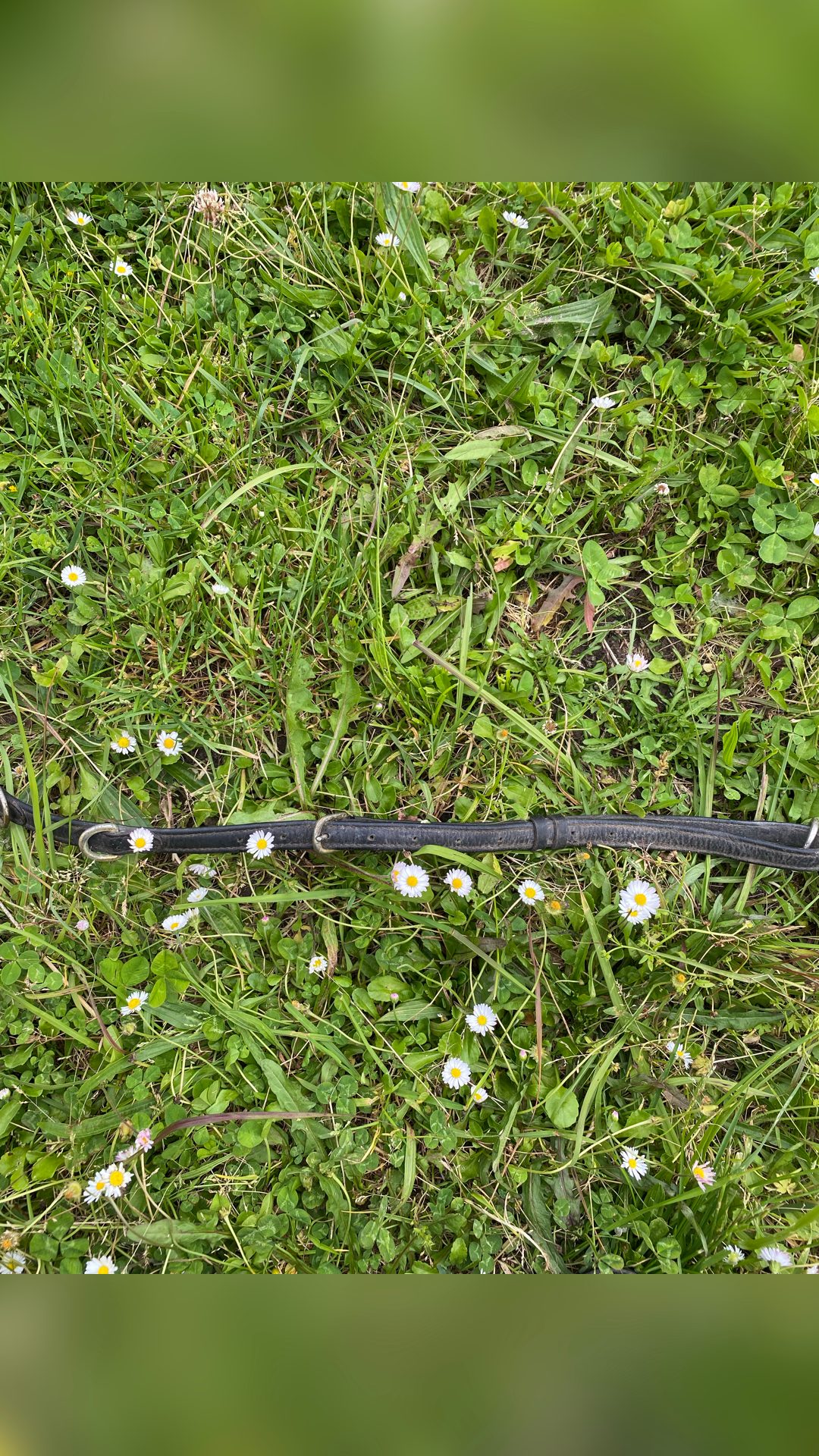 Collier de chasse cuire marron, média 3