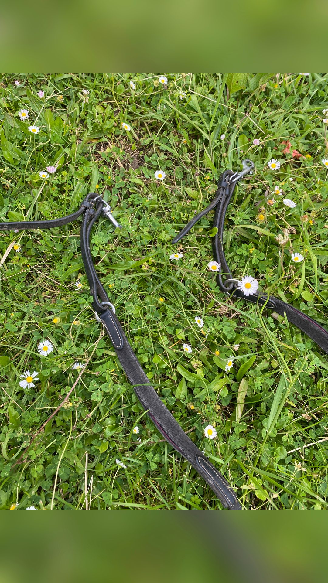 Collier de chasse noir, média 2