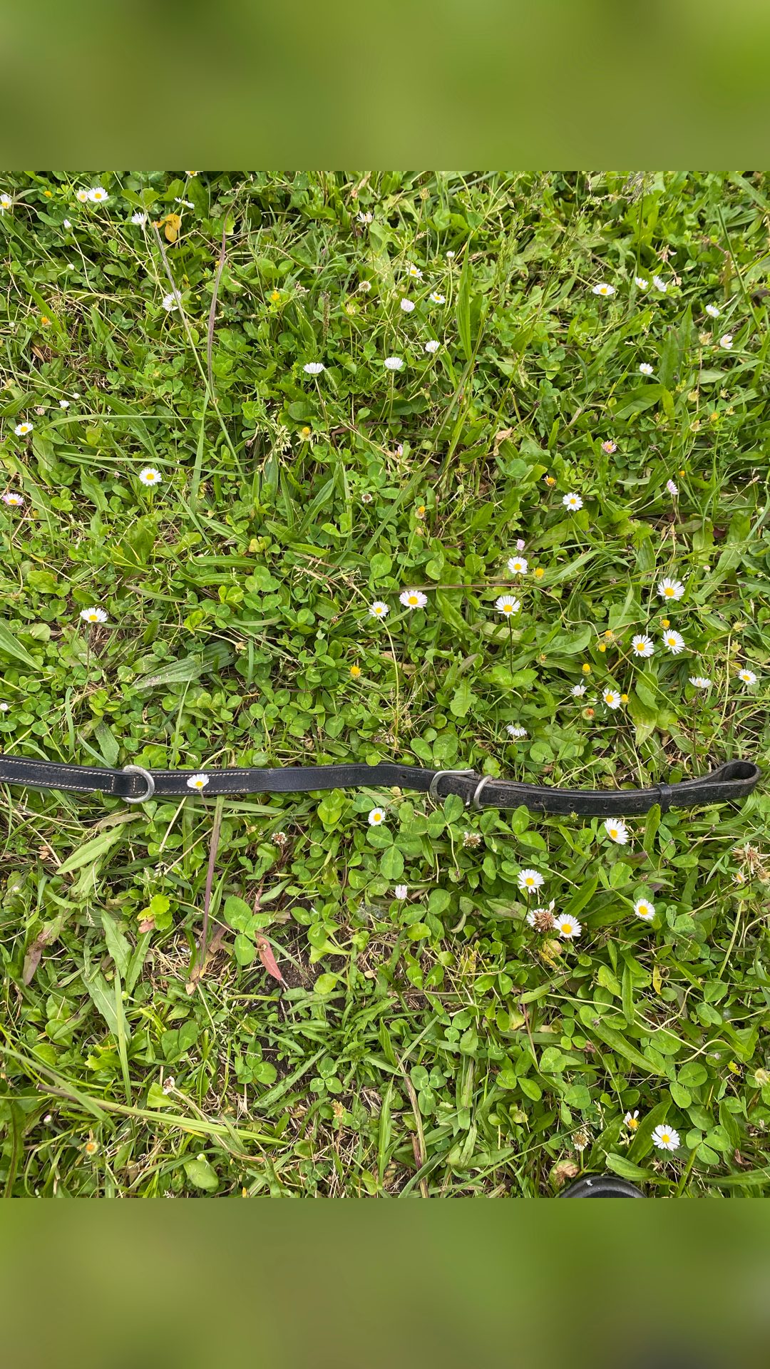 Collier de chasse noir, média 3