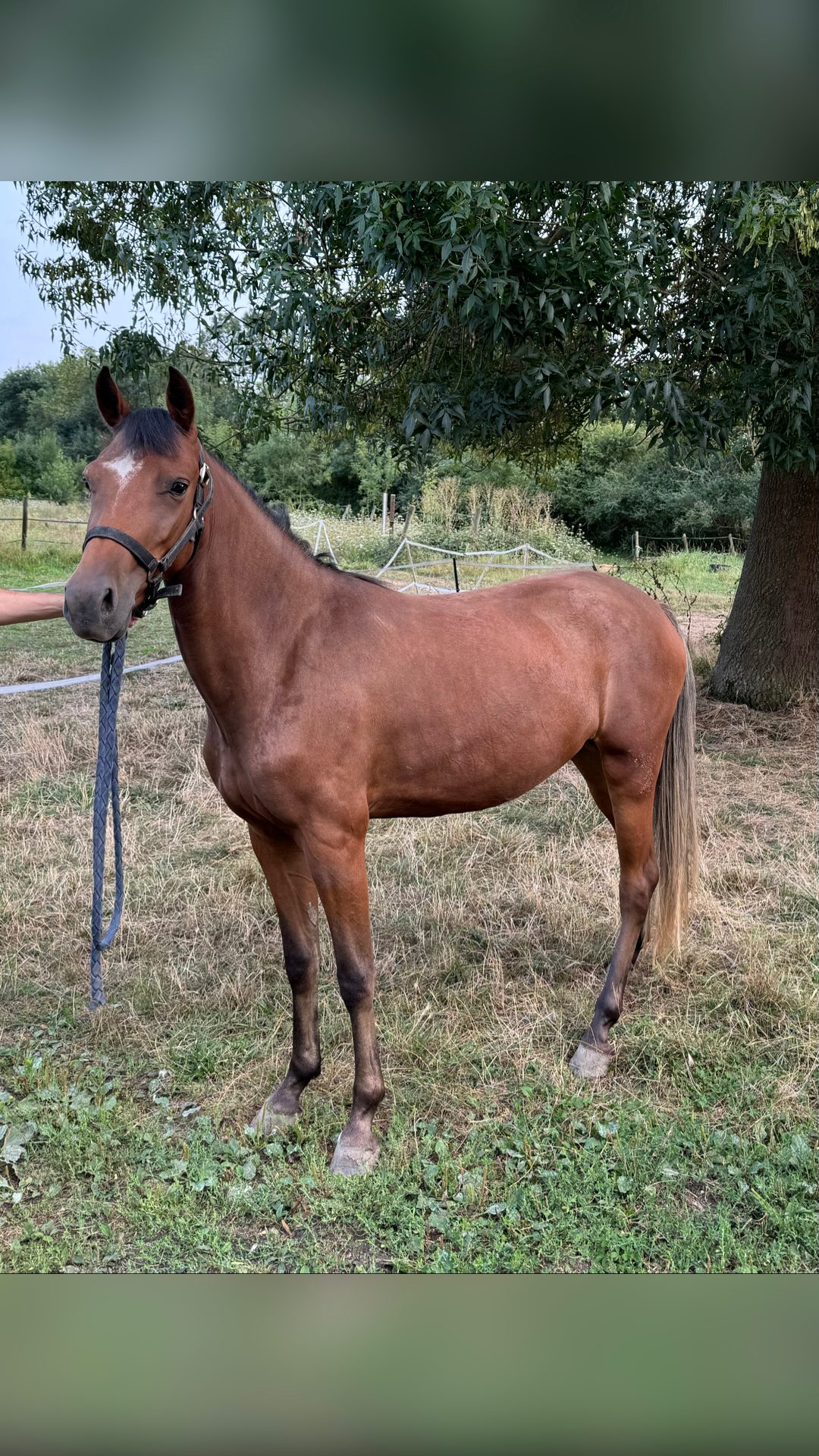 MUSE DU VALOIS, média 4