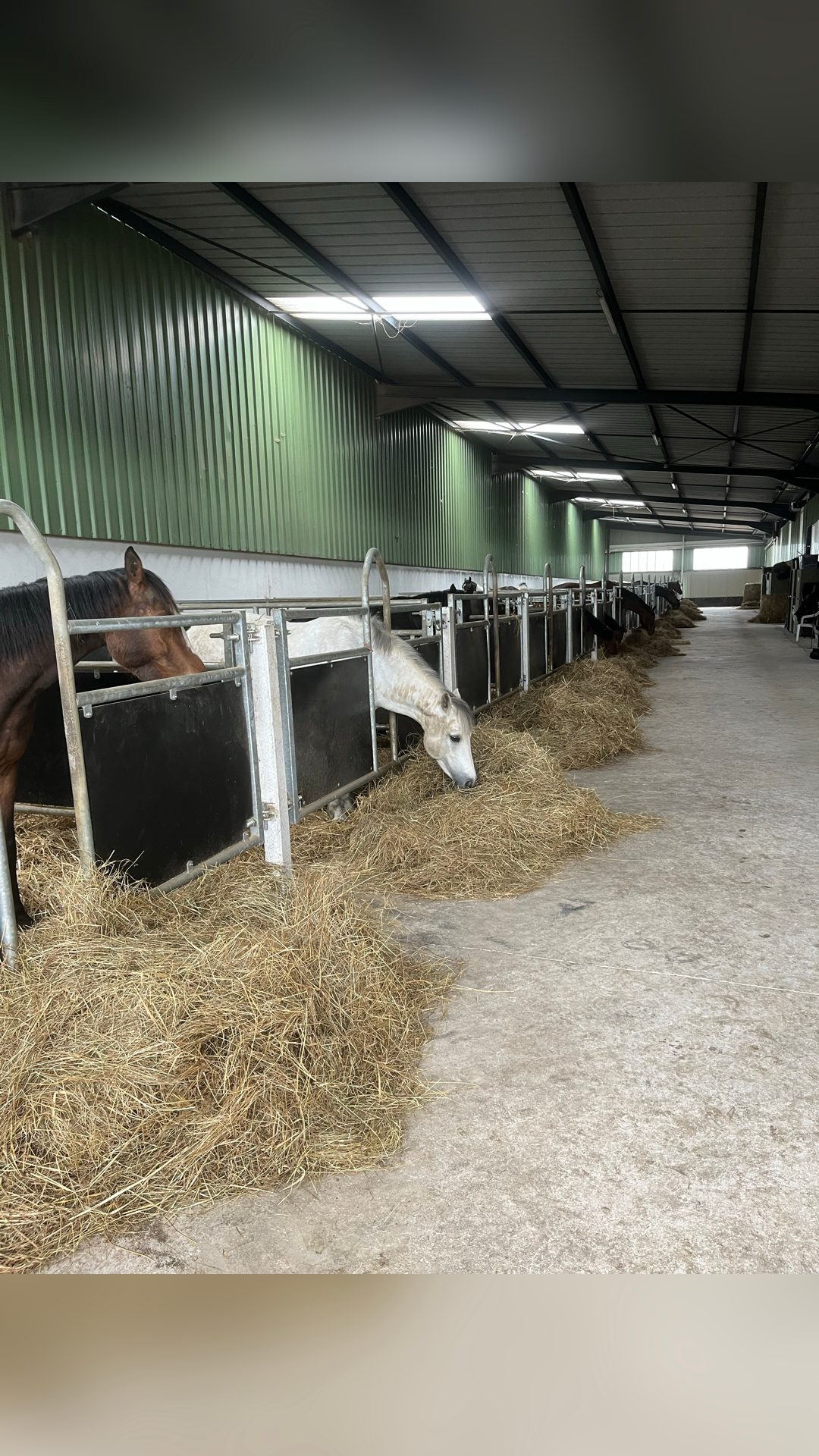 Pension pour chevaux, média 2