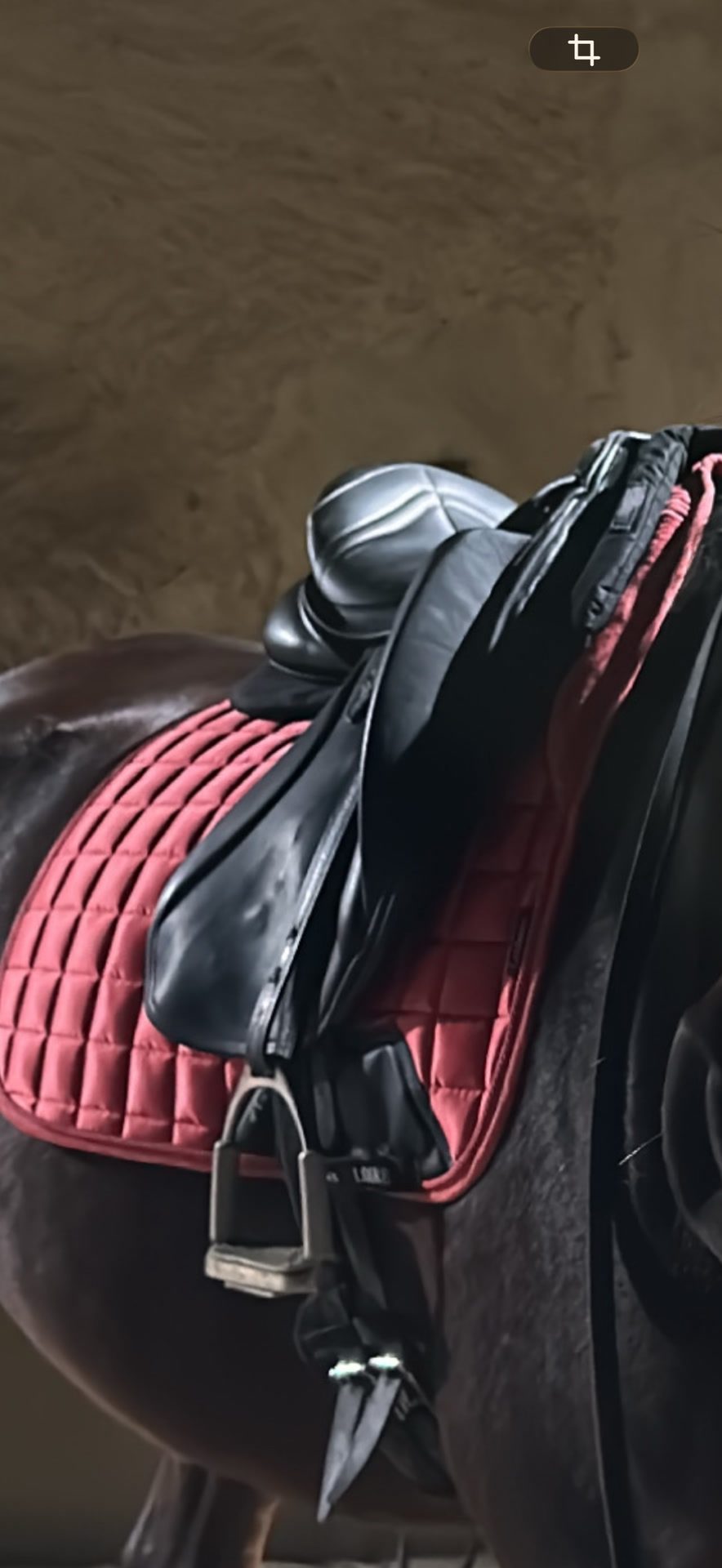Tapis de selle dressage, média 2