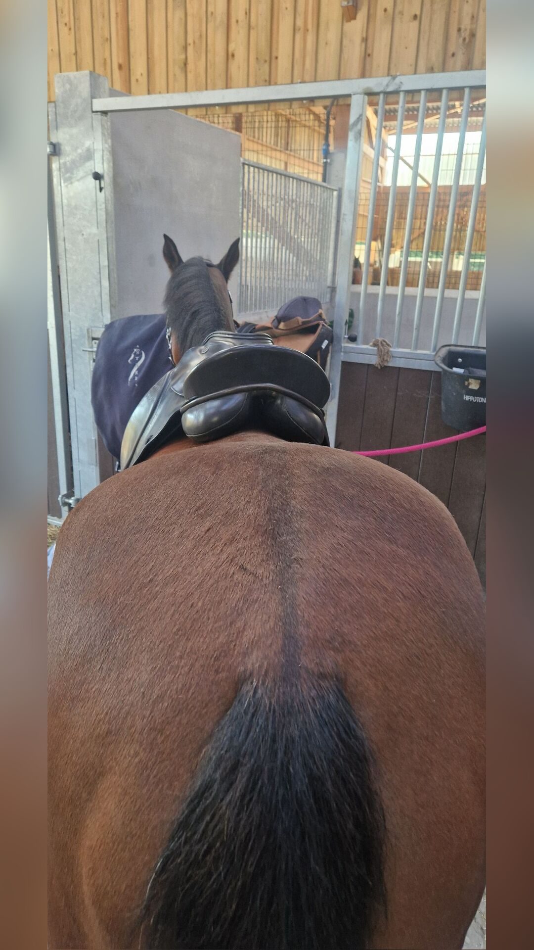 Selle de dressage à vendre, média 6