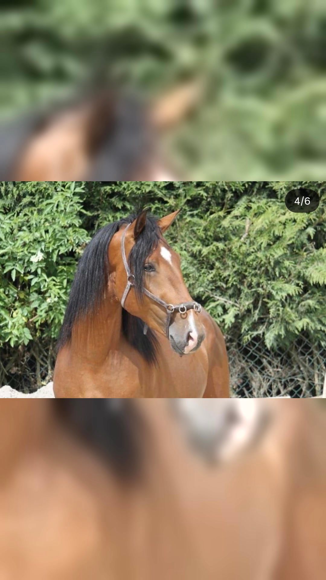 ROMEO DU LOUVEAU, média 6
