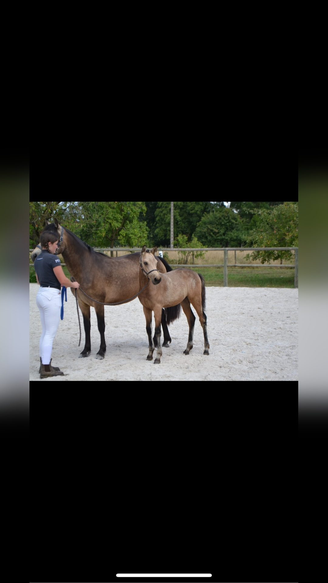 PRALINE D'HELOLD, média 6