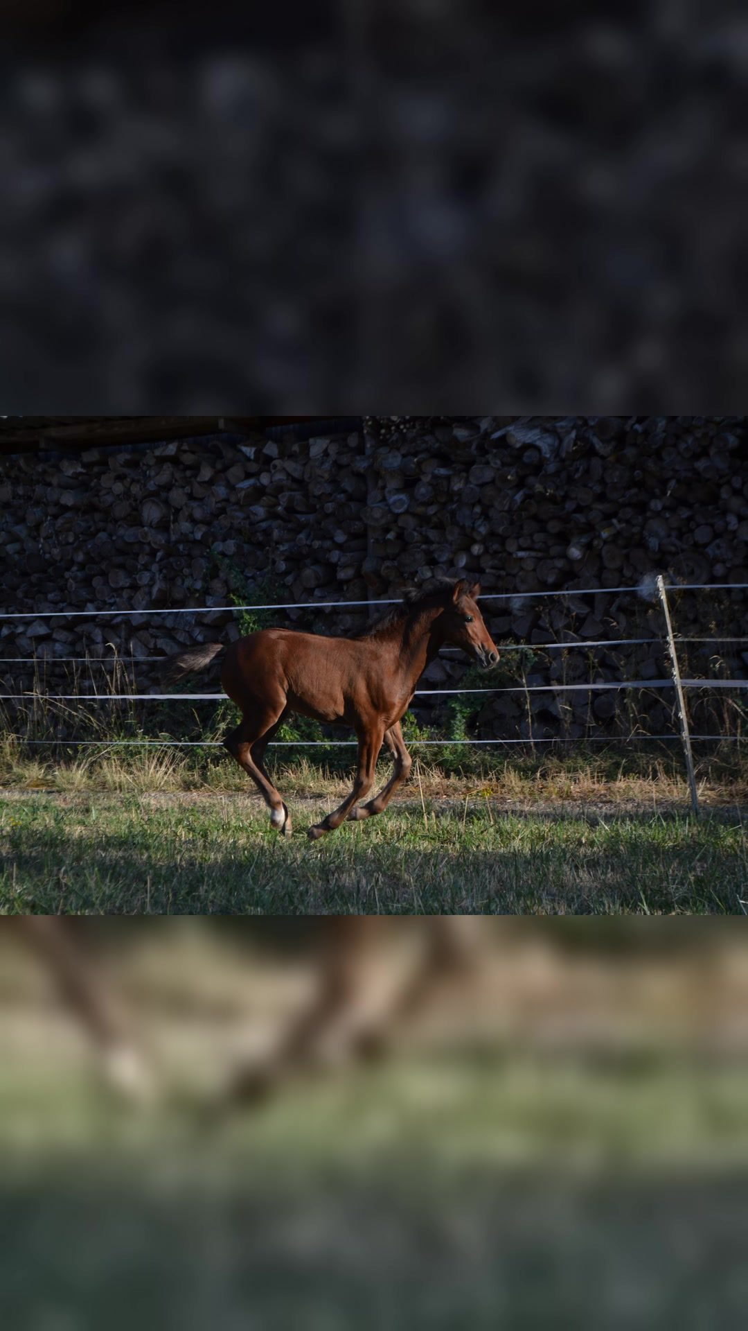 QUARTZ D'HELOLD, média 5