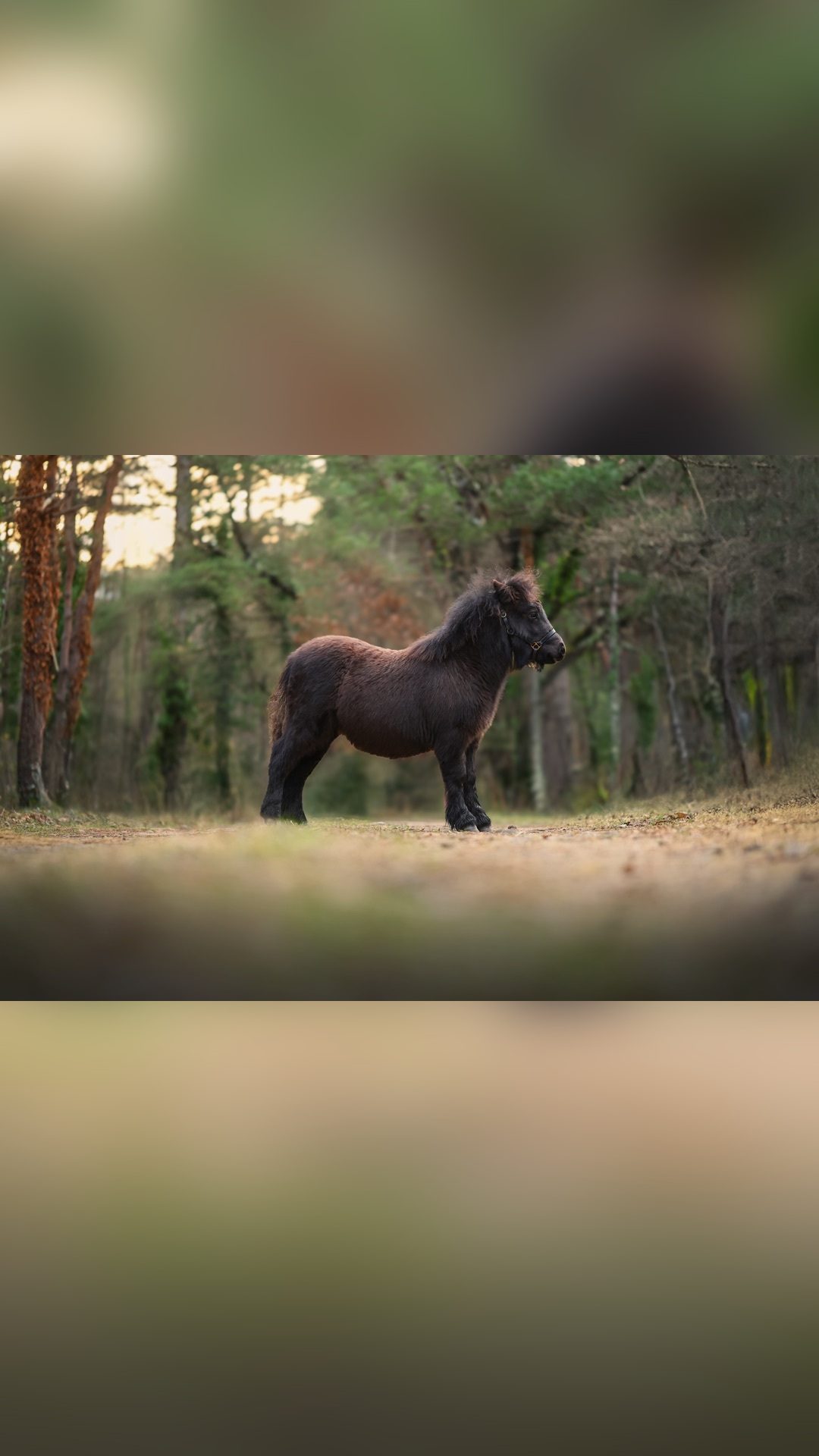 PRACOUTEL DE CHARDON, média 5