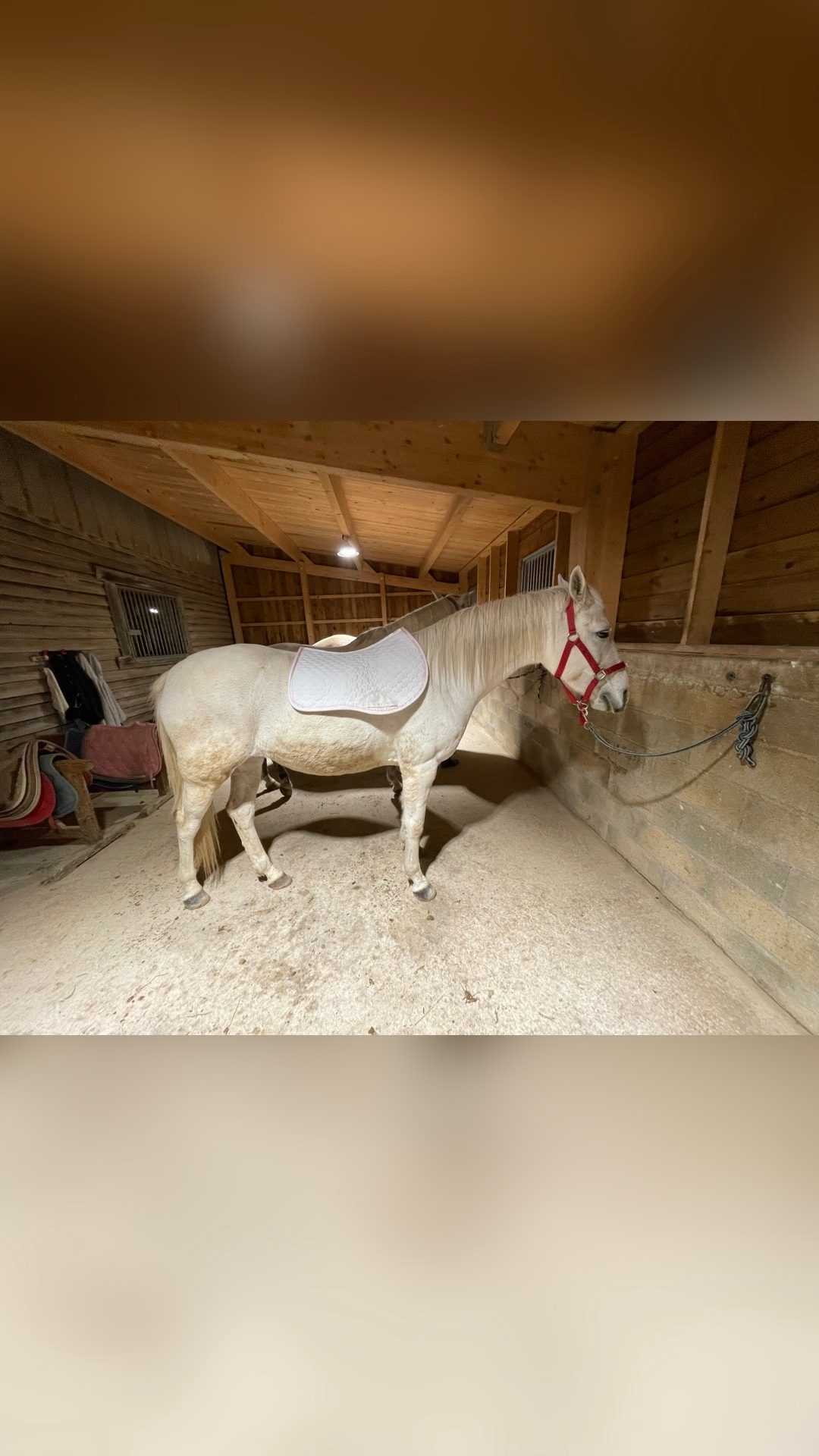 Tapis de selle poney, média 2